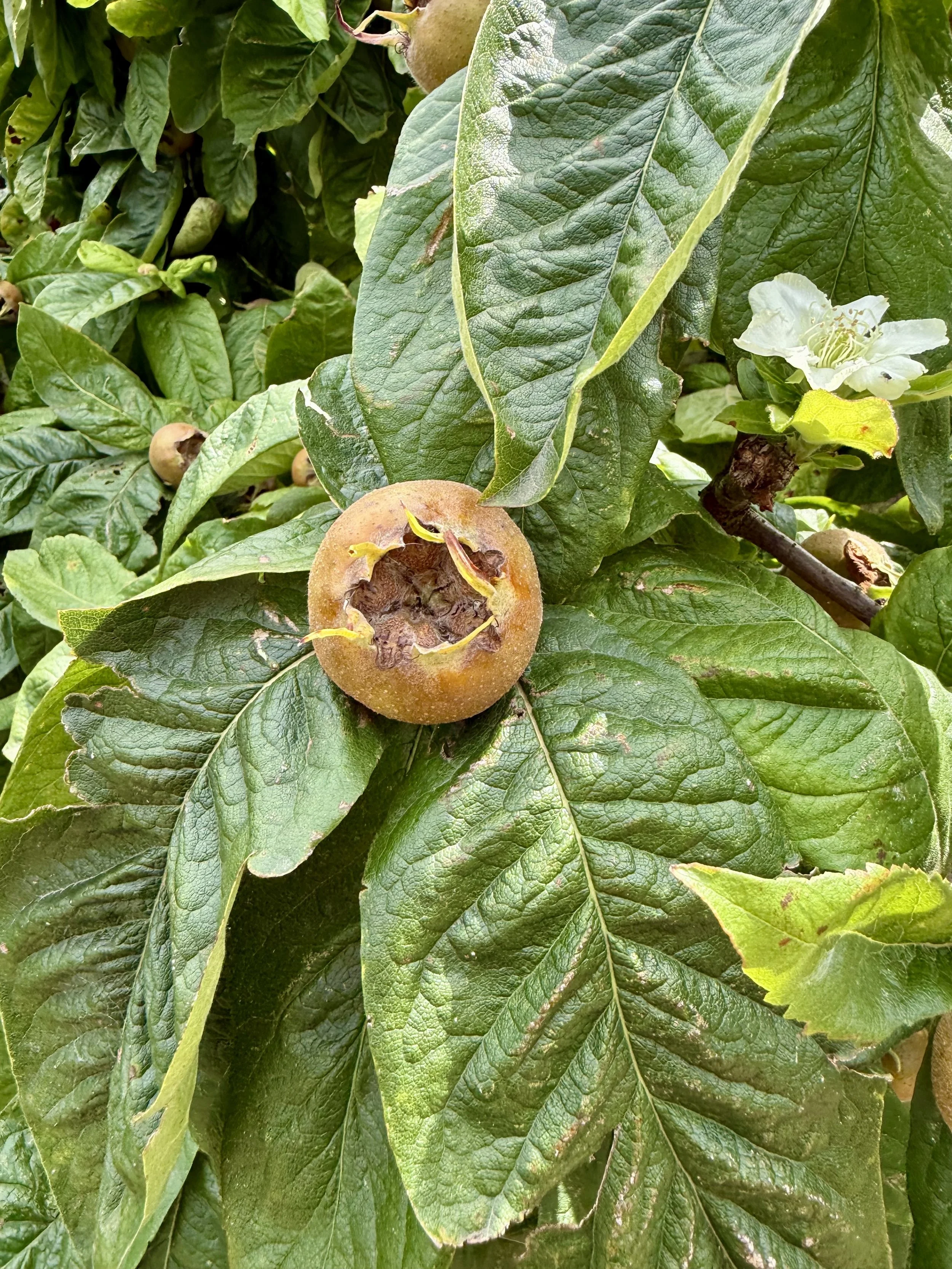 Medlar fruit
