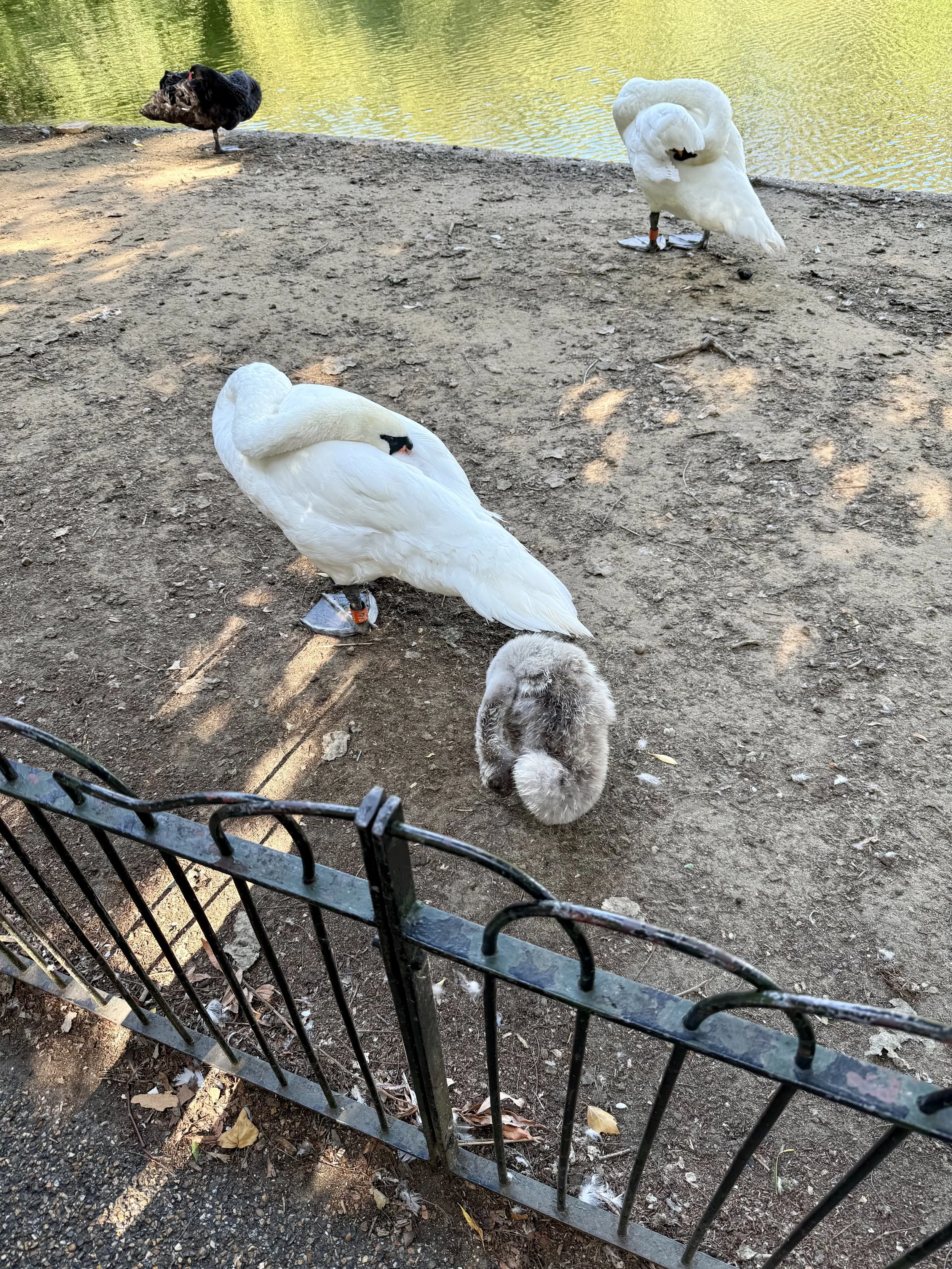 St. James Park, London