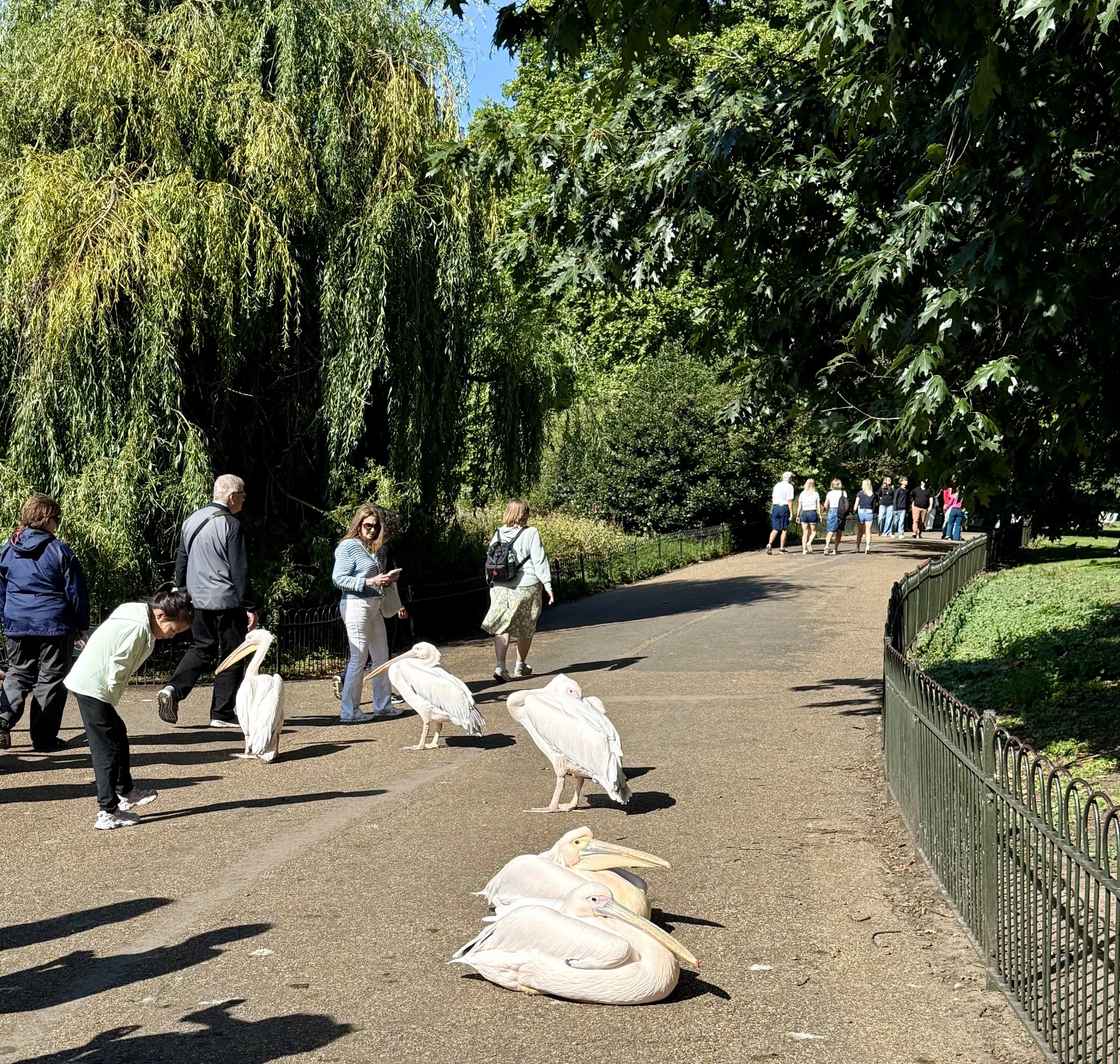 Pelicans in the park!