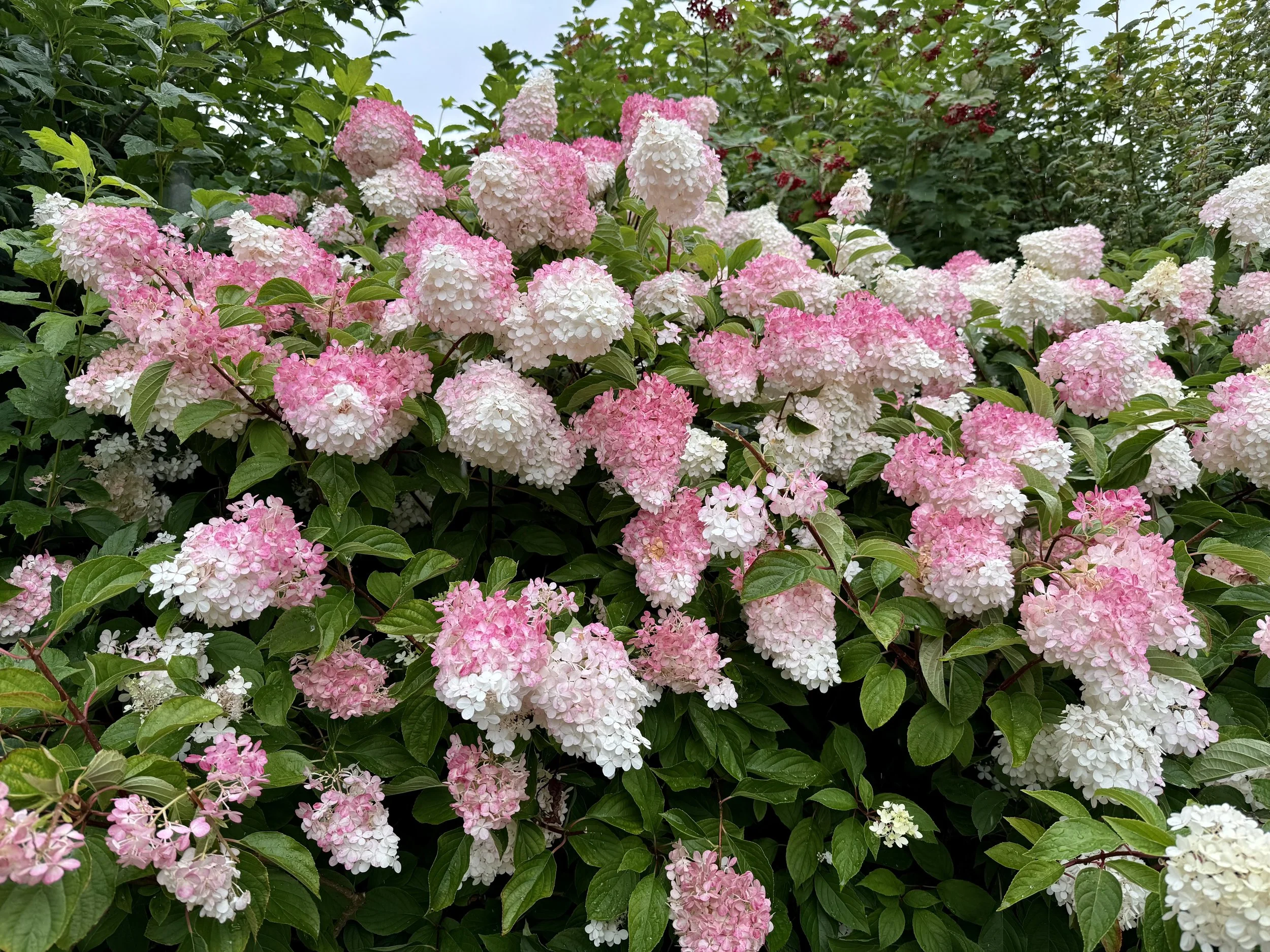 Leeds Castle Grounds