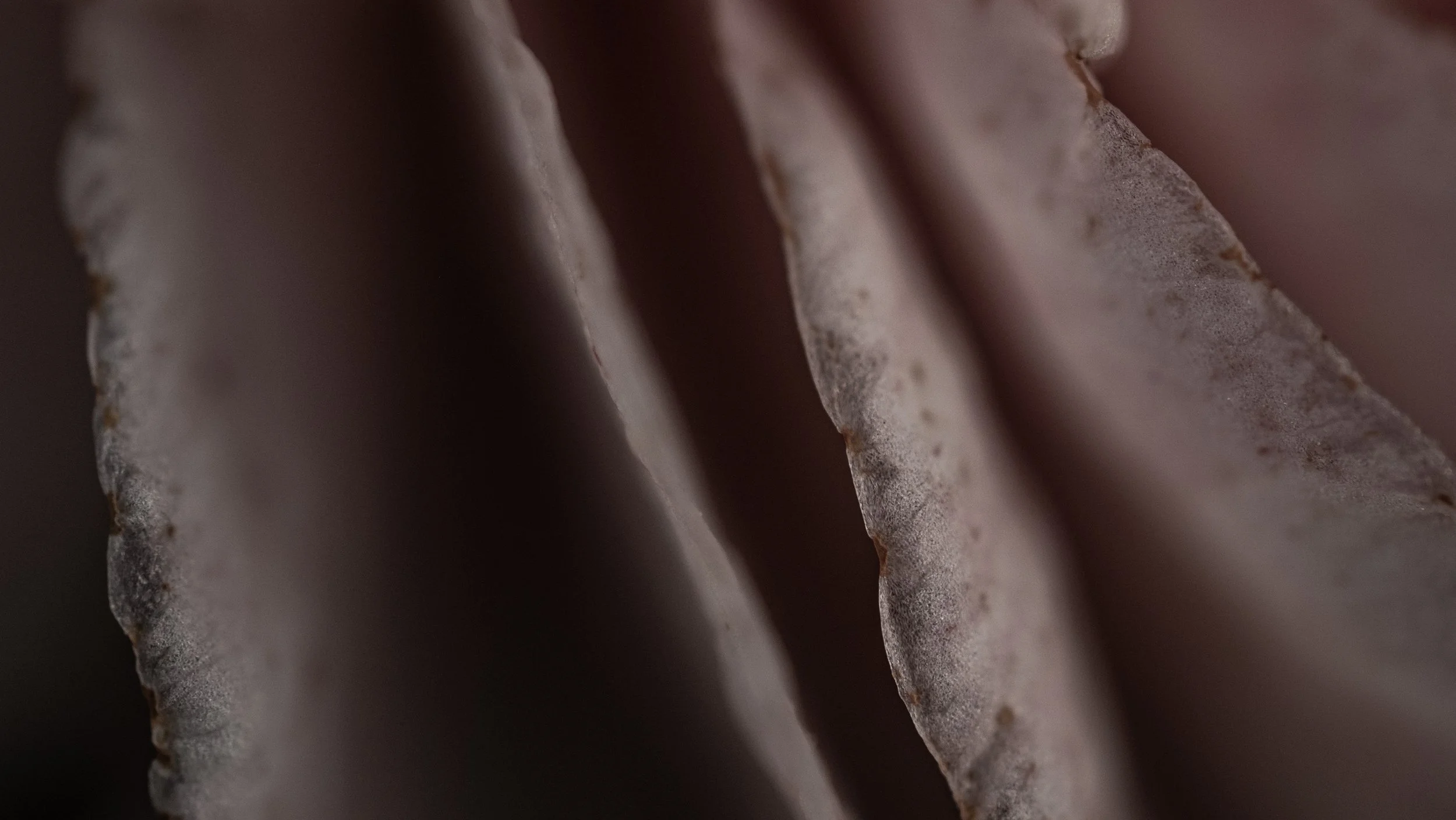 Efflorescence