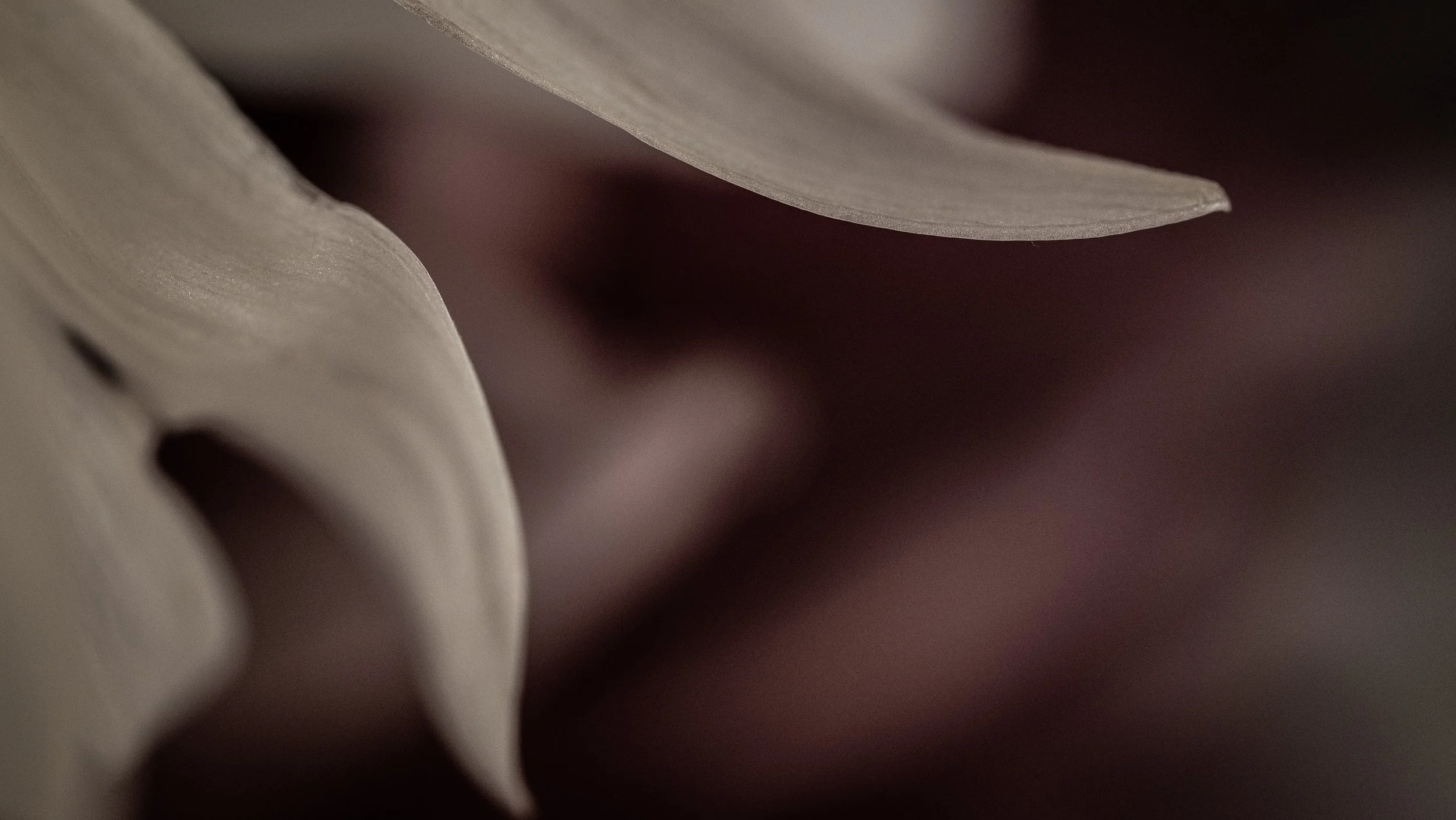 Somnia 05