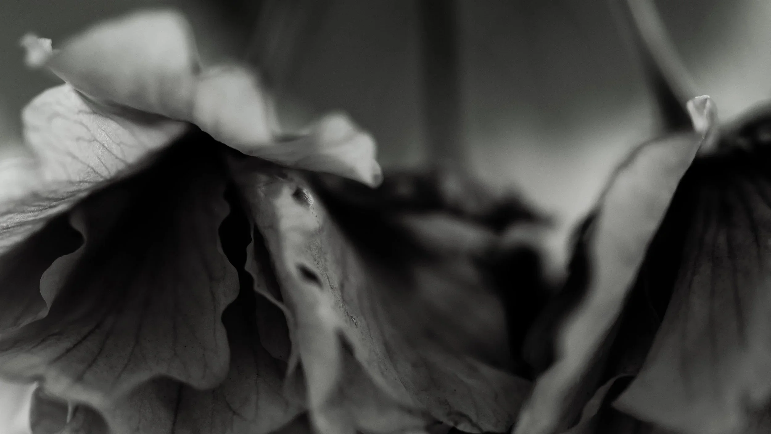 Somnia 01