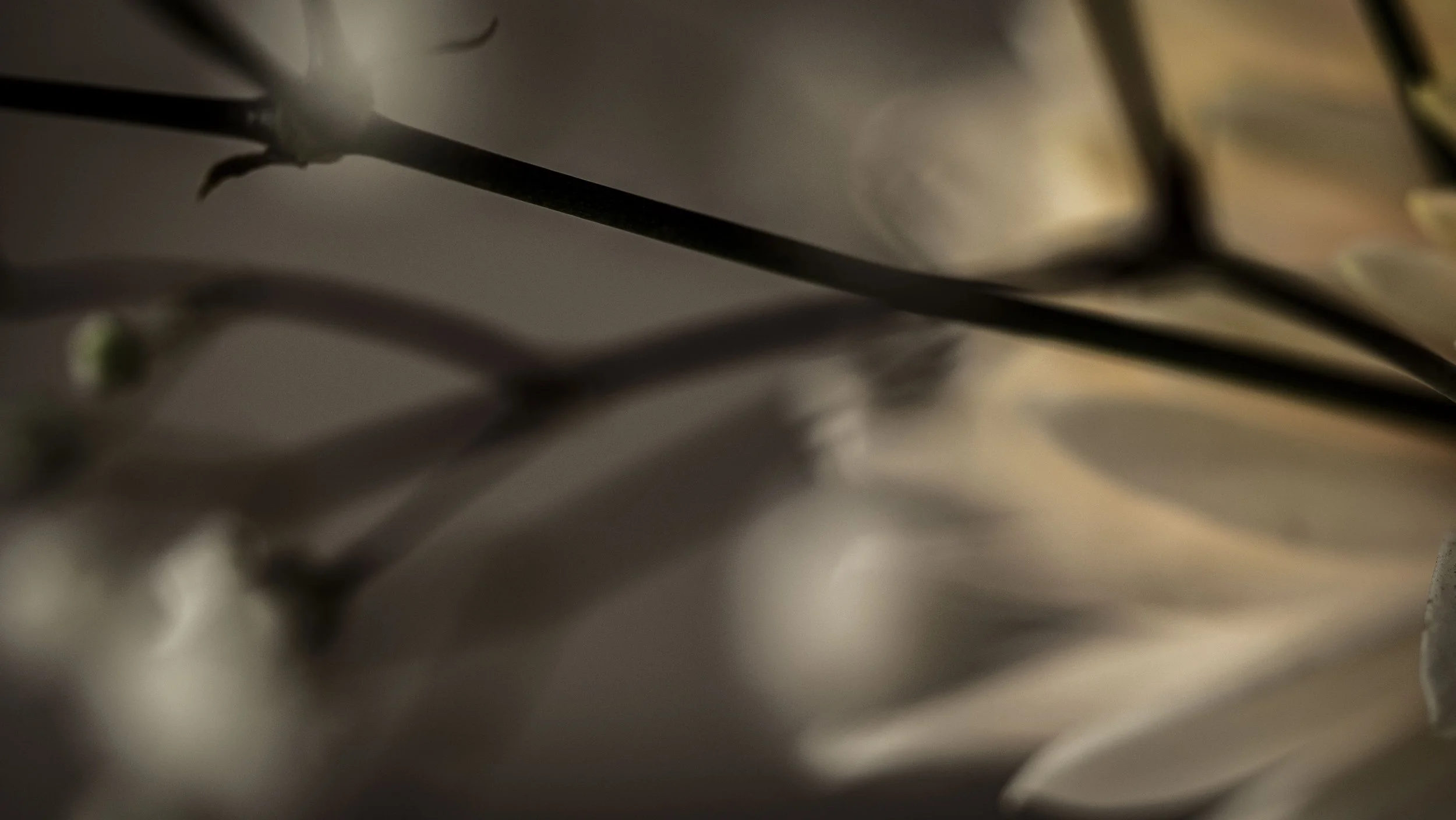 Somnia 03