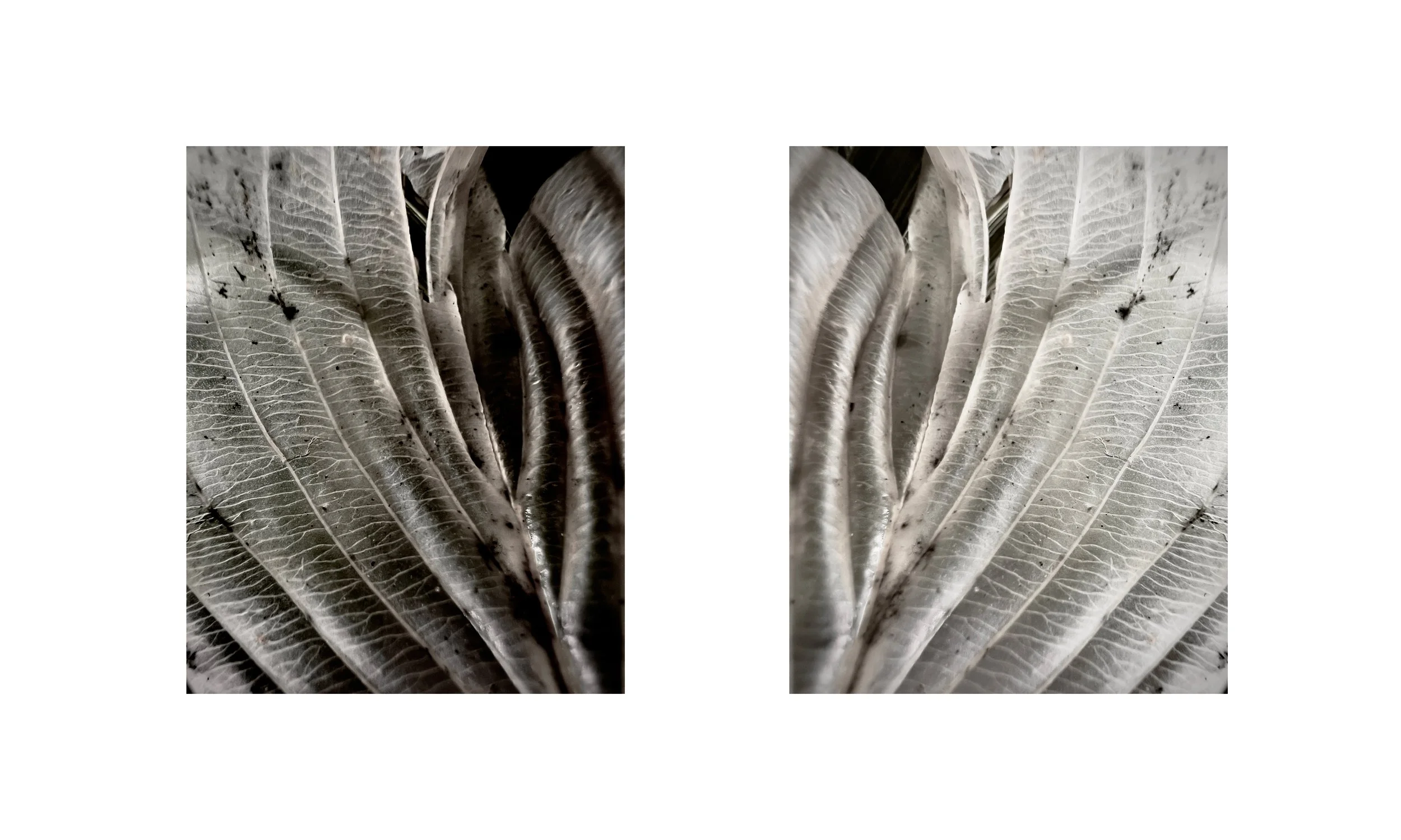 Venation 01