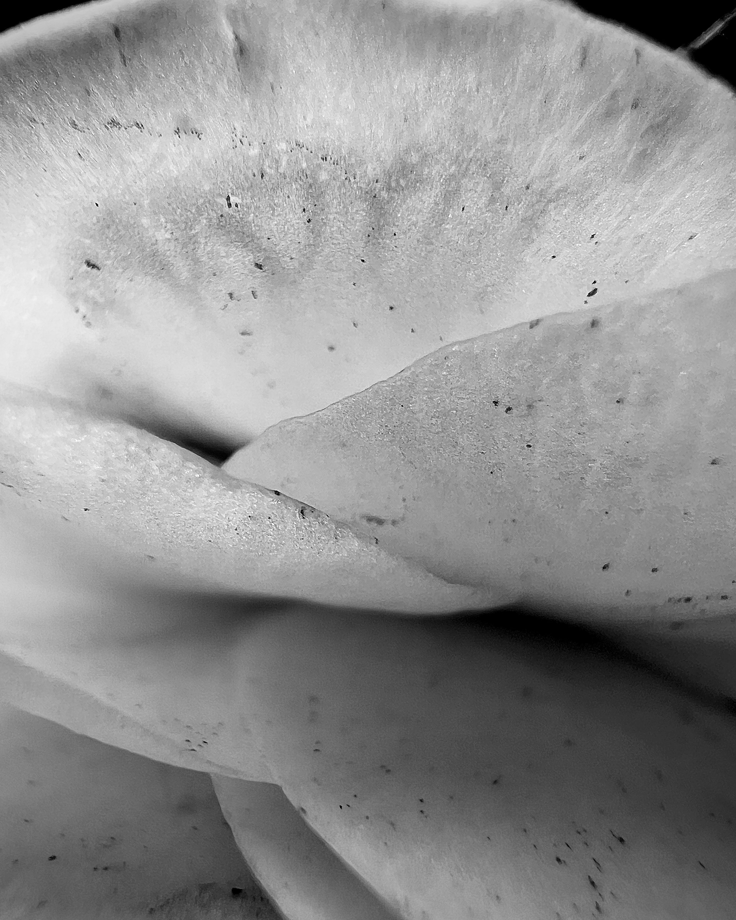 Efflorescence 01