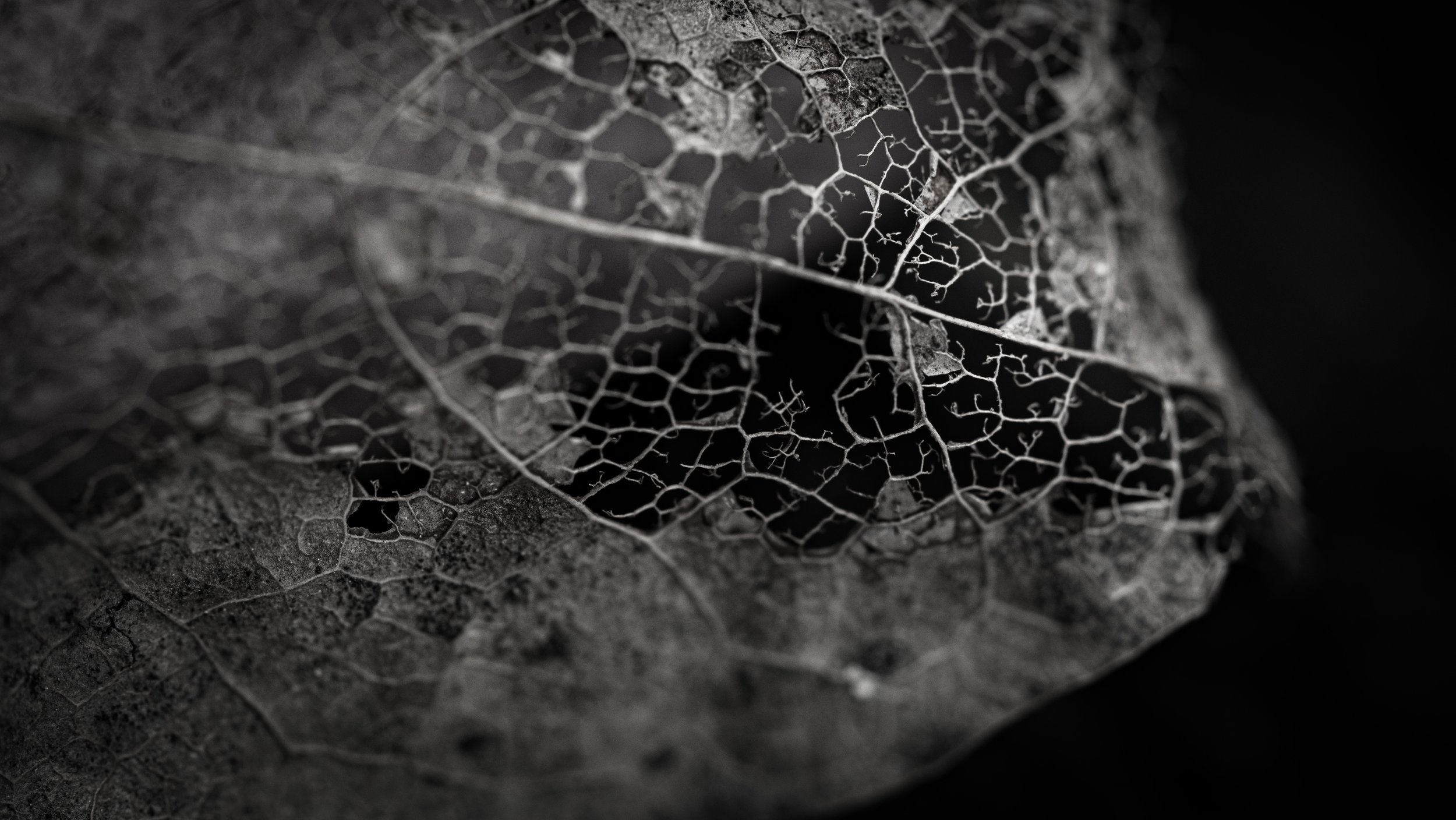 Venation