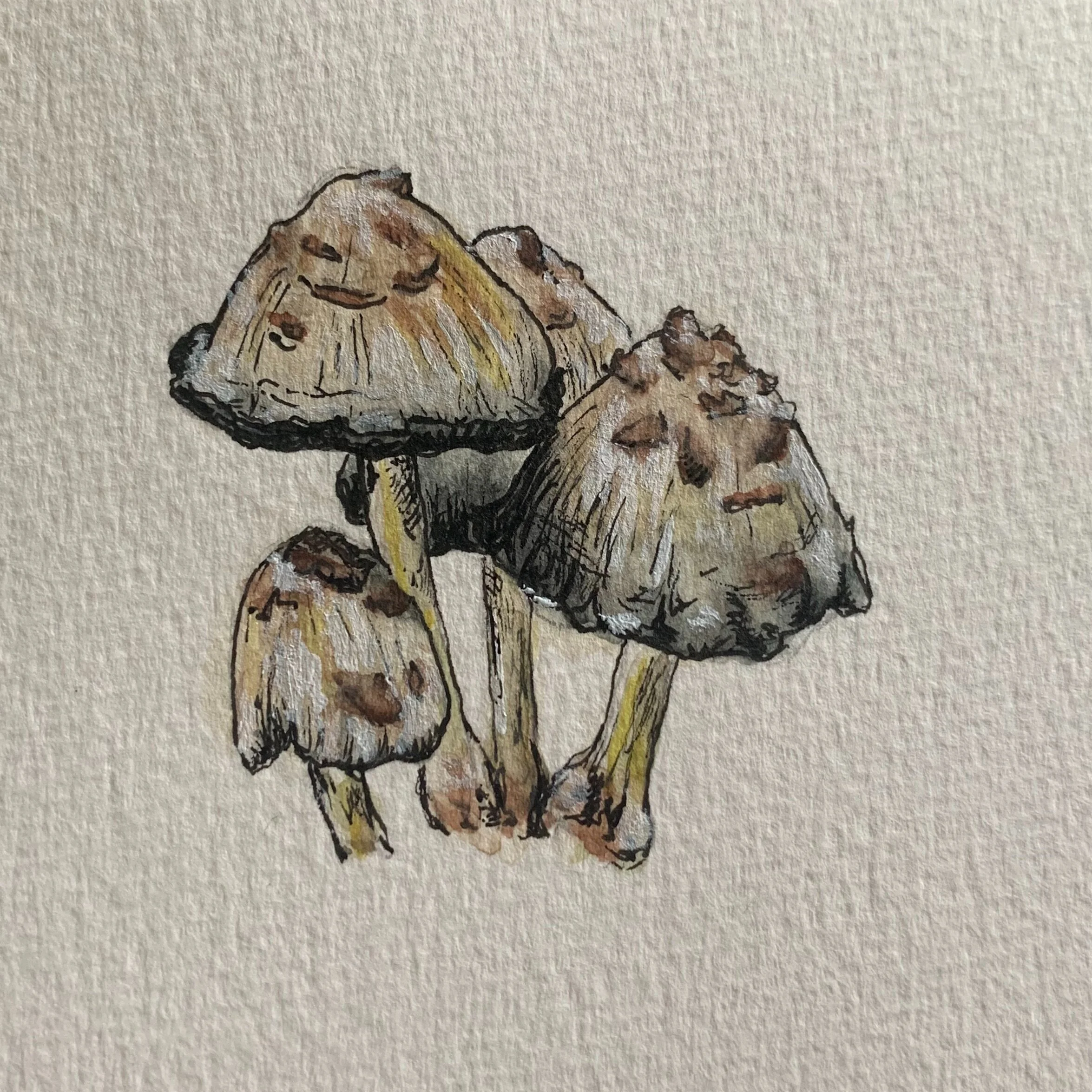 Inky caps