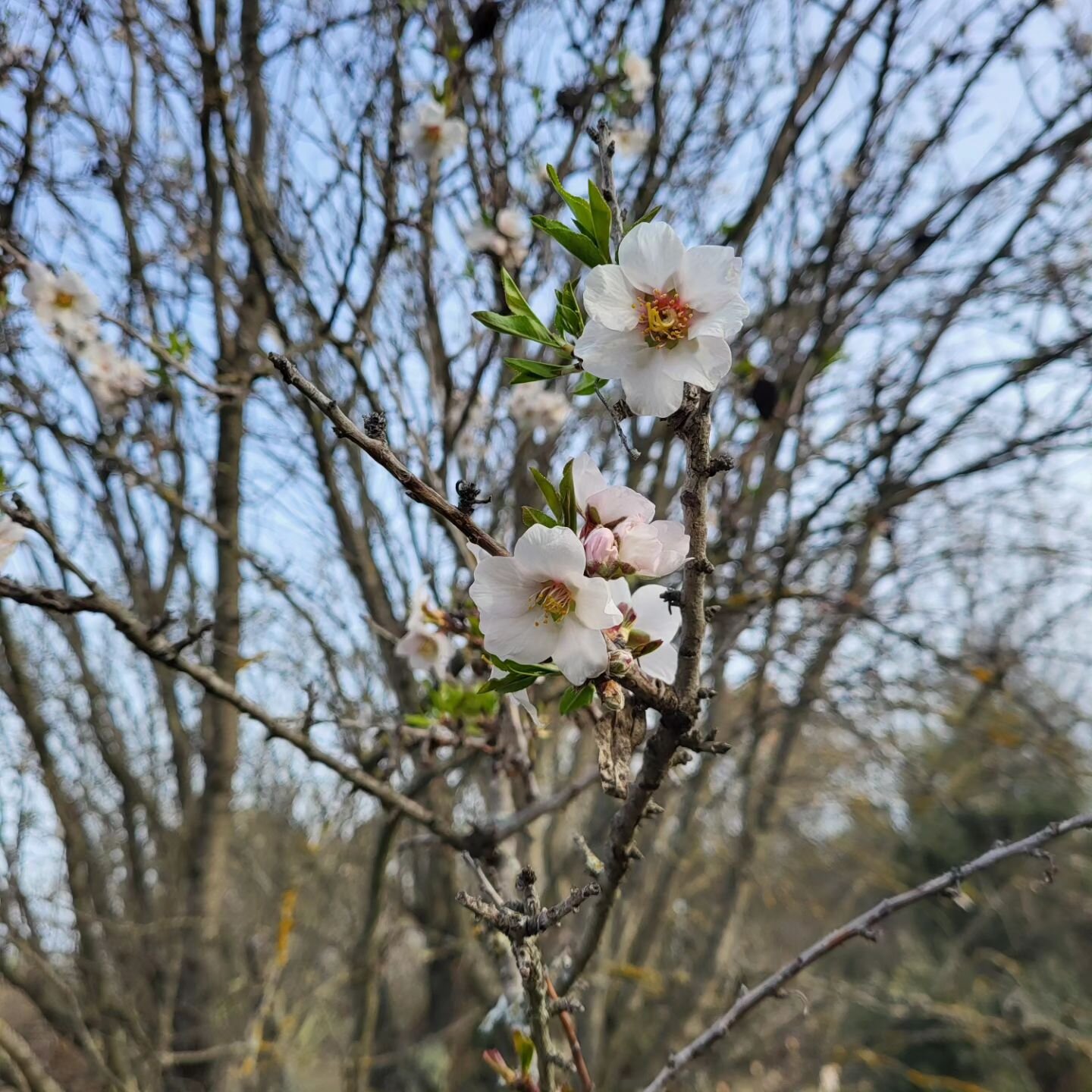 Springtime: almond blossom on the Montagnette

#provence #provencealpescotedazur #travel