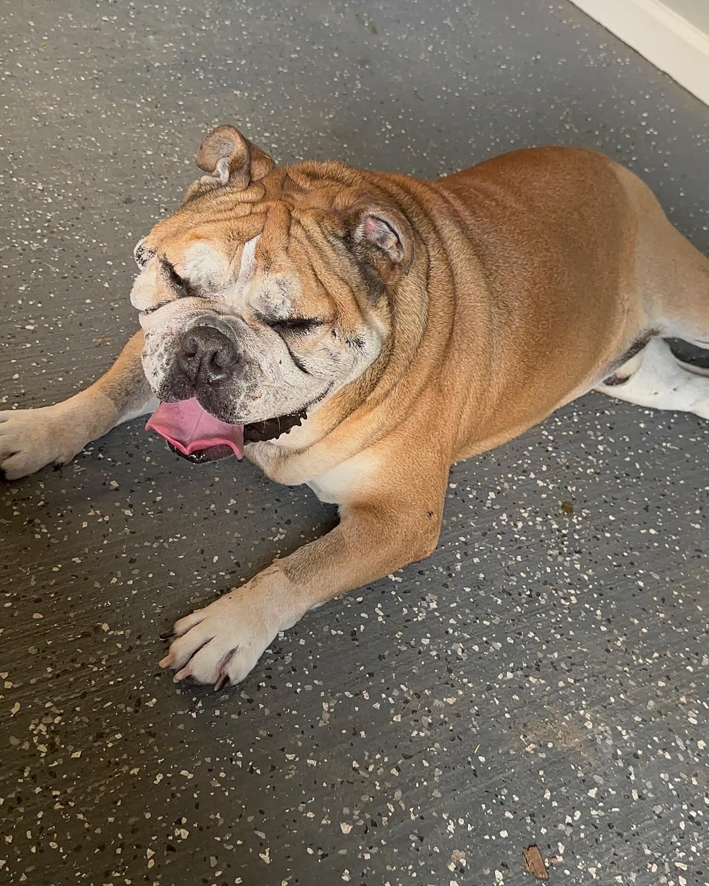 The only one i&rsquo;ll return back to work early for. But Mr. Hercules is here and healing. Bulldogs are going to bulldog, I guarantee you that. But there will be no bed humping or running this weekend Mister! Send my boy some healing energy 🩼🏥 #d