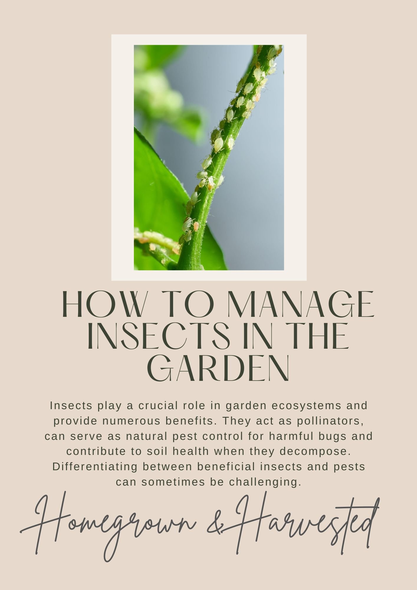 Bugs & Pests and how to manage them.jpg