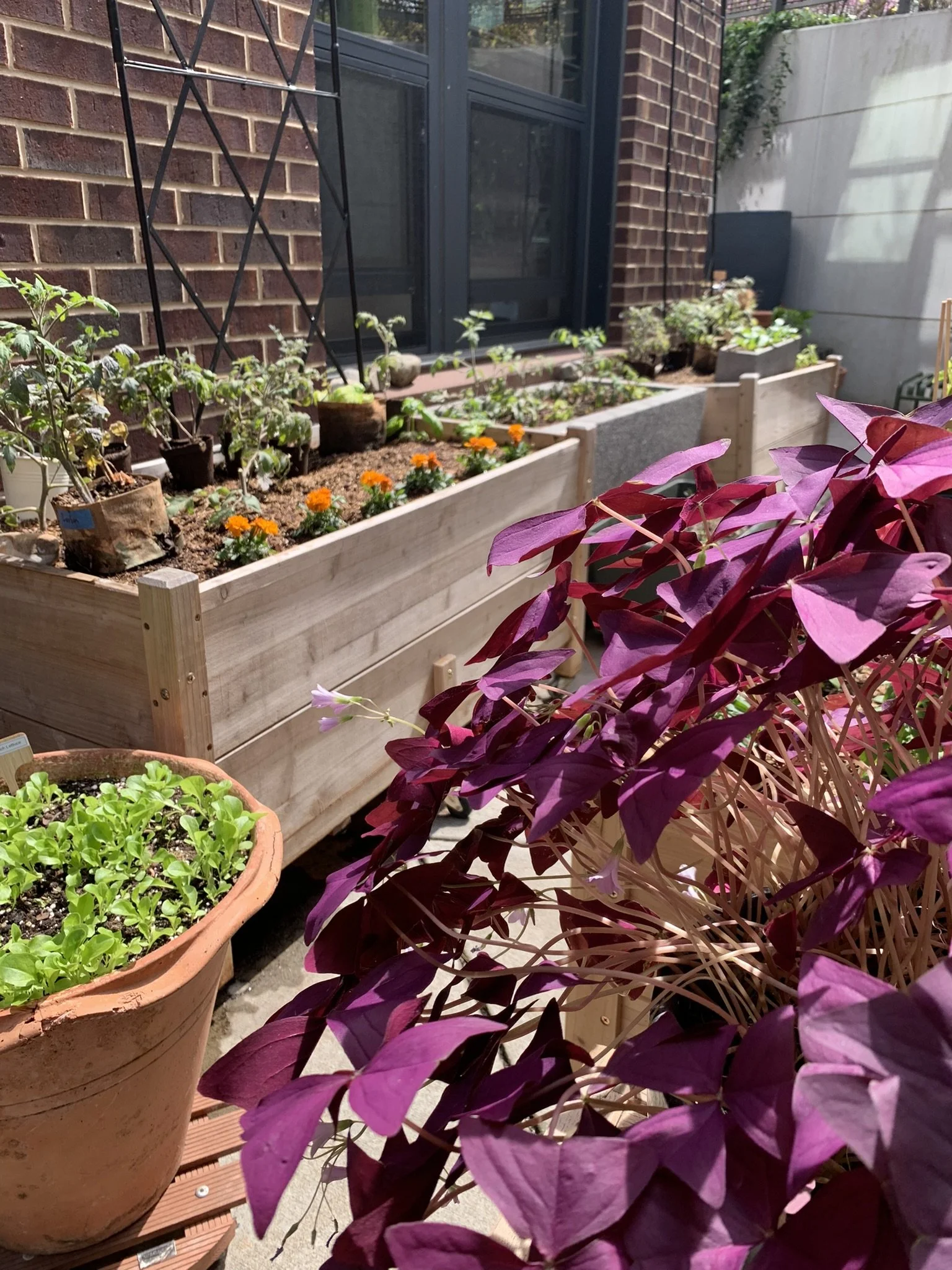 Container Gardening: Choosing the right plants for your pots