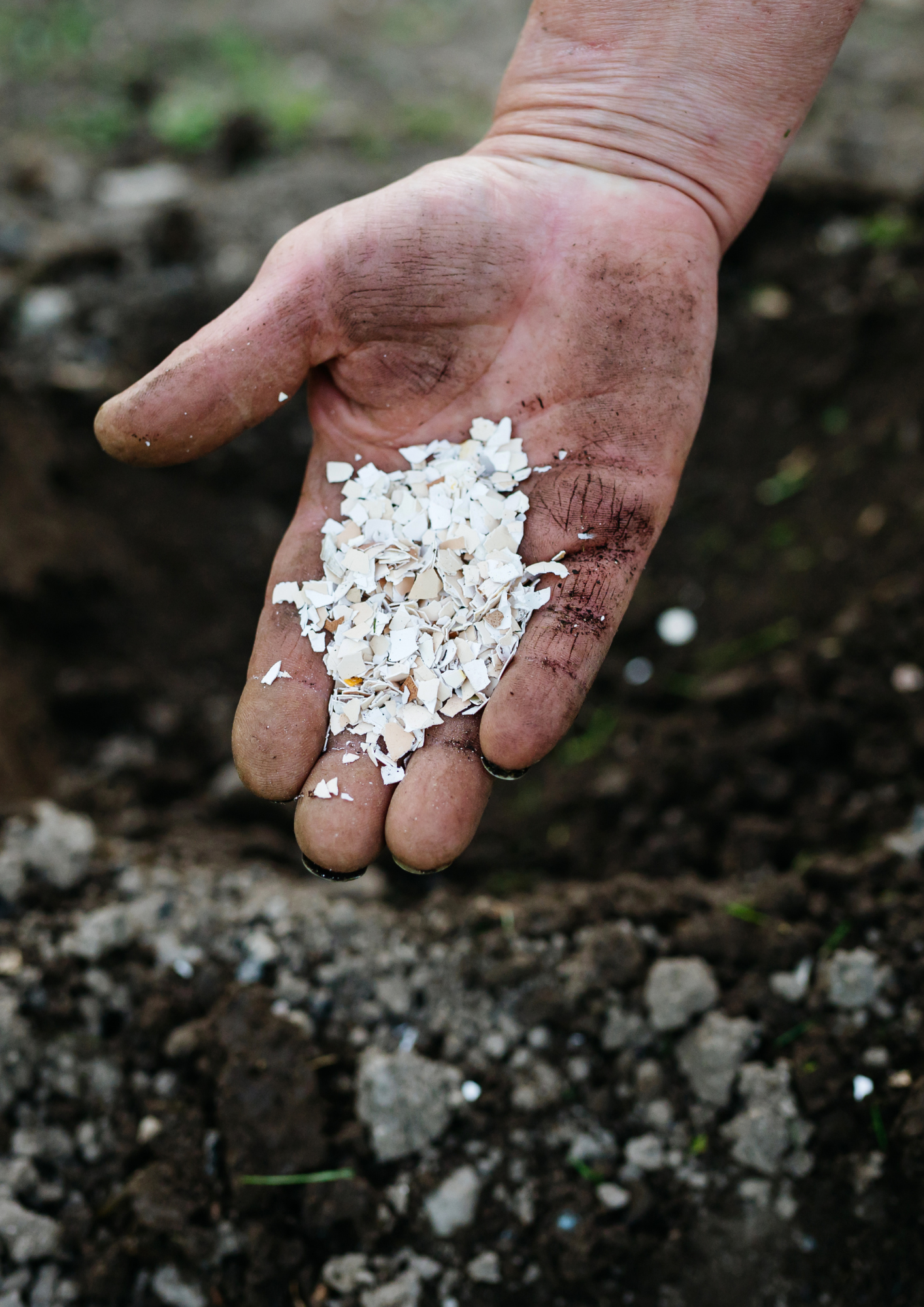 The First Planting of the Season: How to Start Your Garden the Right Way 