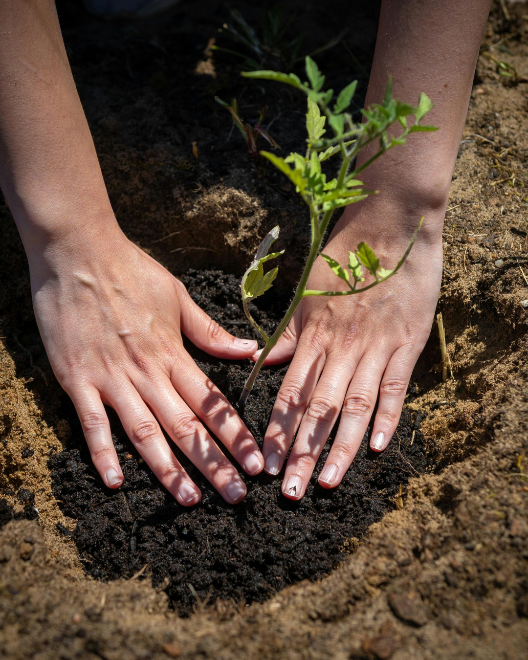 Soil First: Why What's Beneath the Surface Is Everything