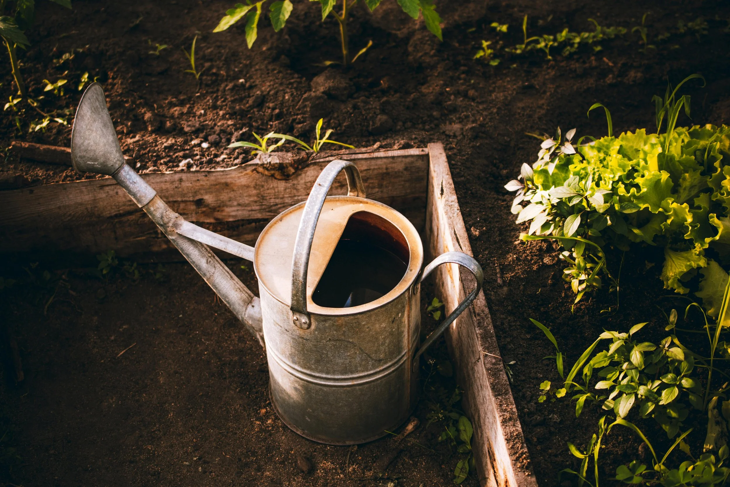 Feed the Soil, Feed the Season: How to Maintain a Thriving Raised Bed Year After Year