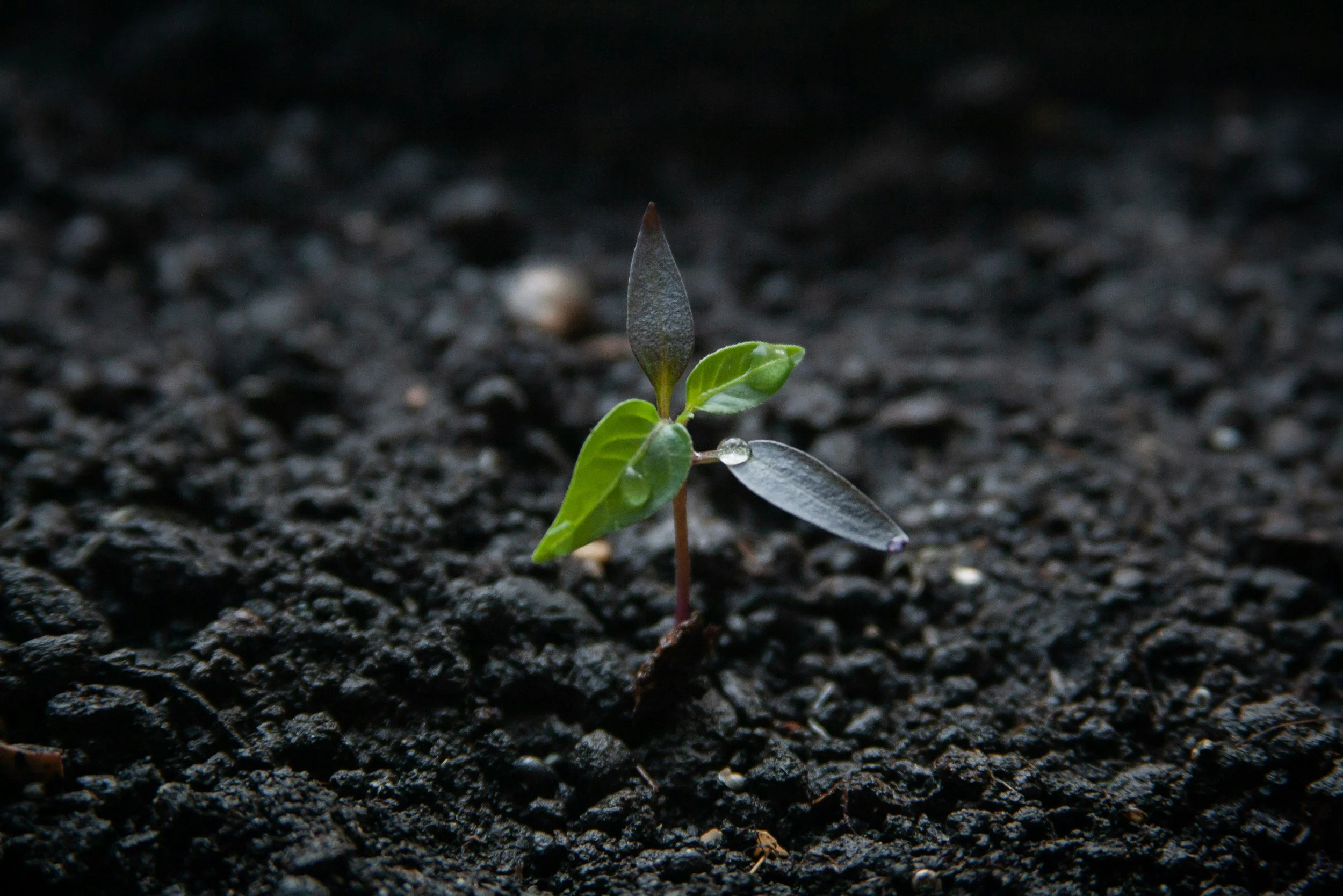 Transplanting without stress (For you or your plants)
