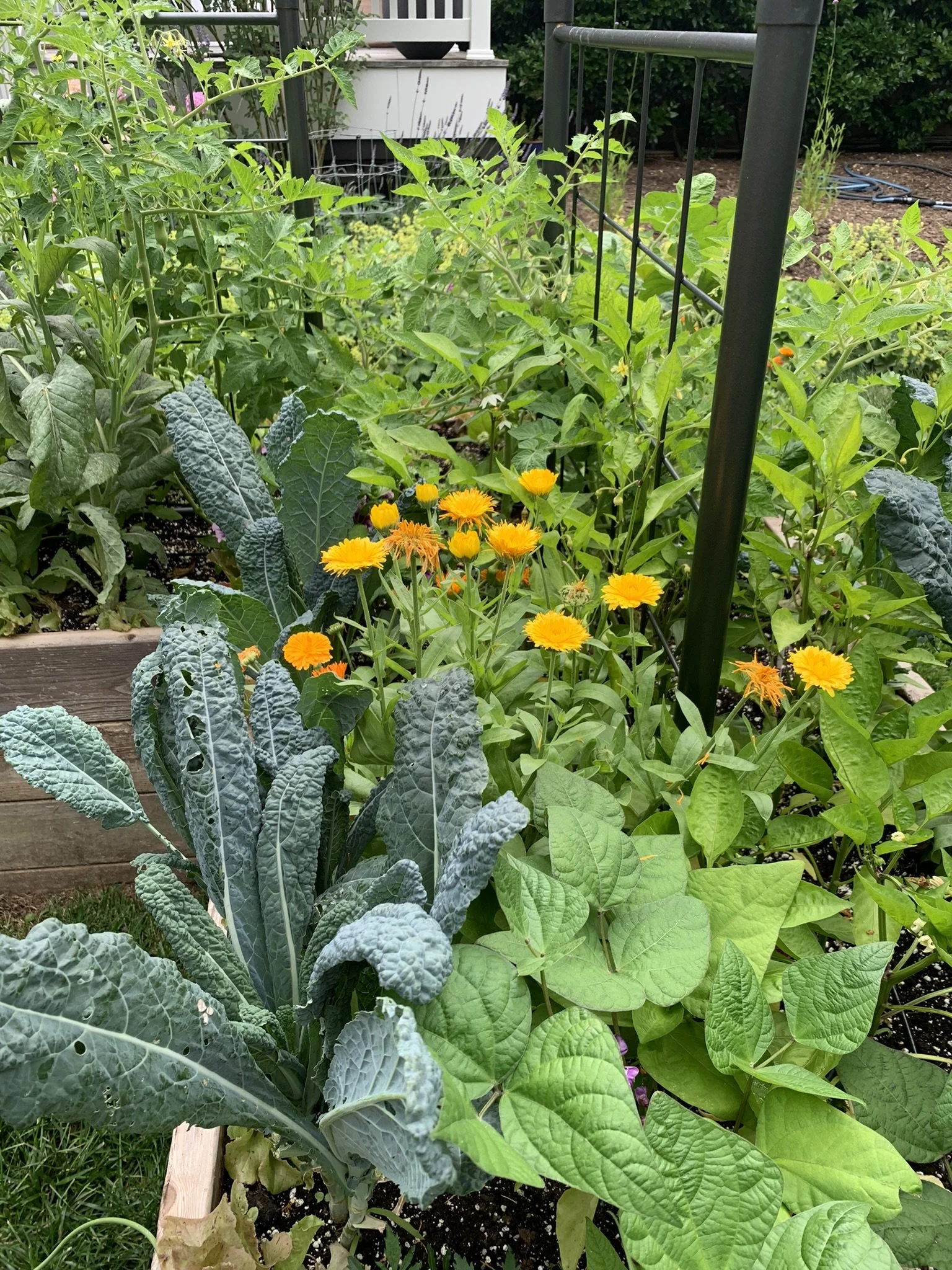 Companion Planting as Natural Pest Control