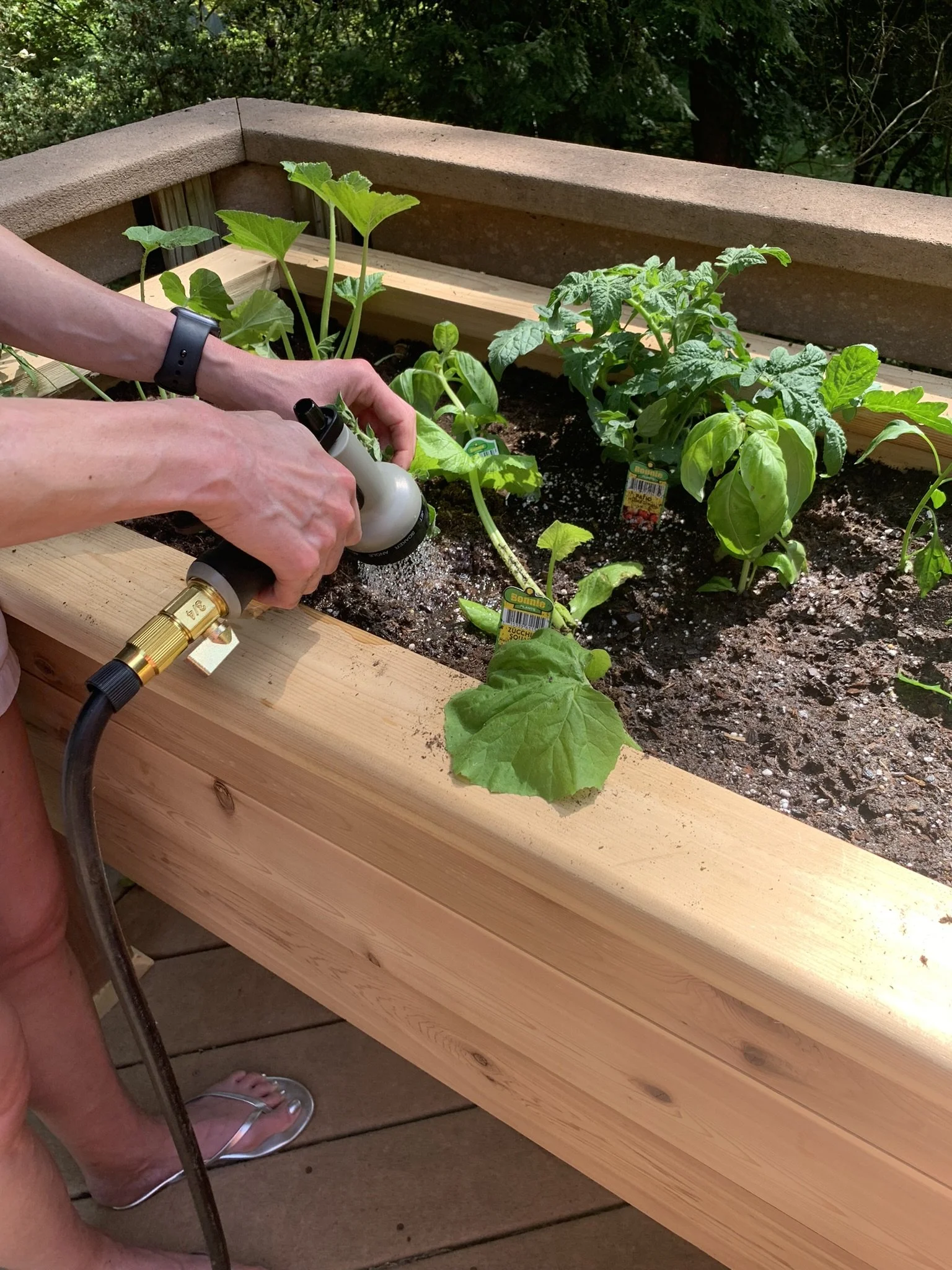 Watering Smarter in Summer Heat