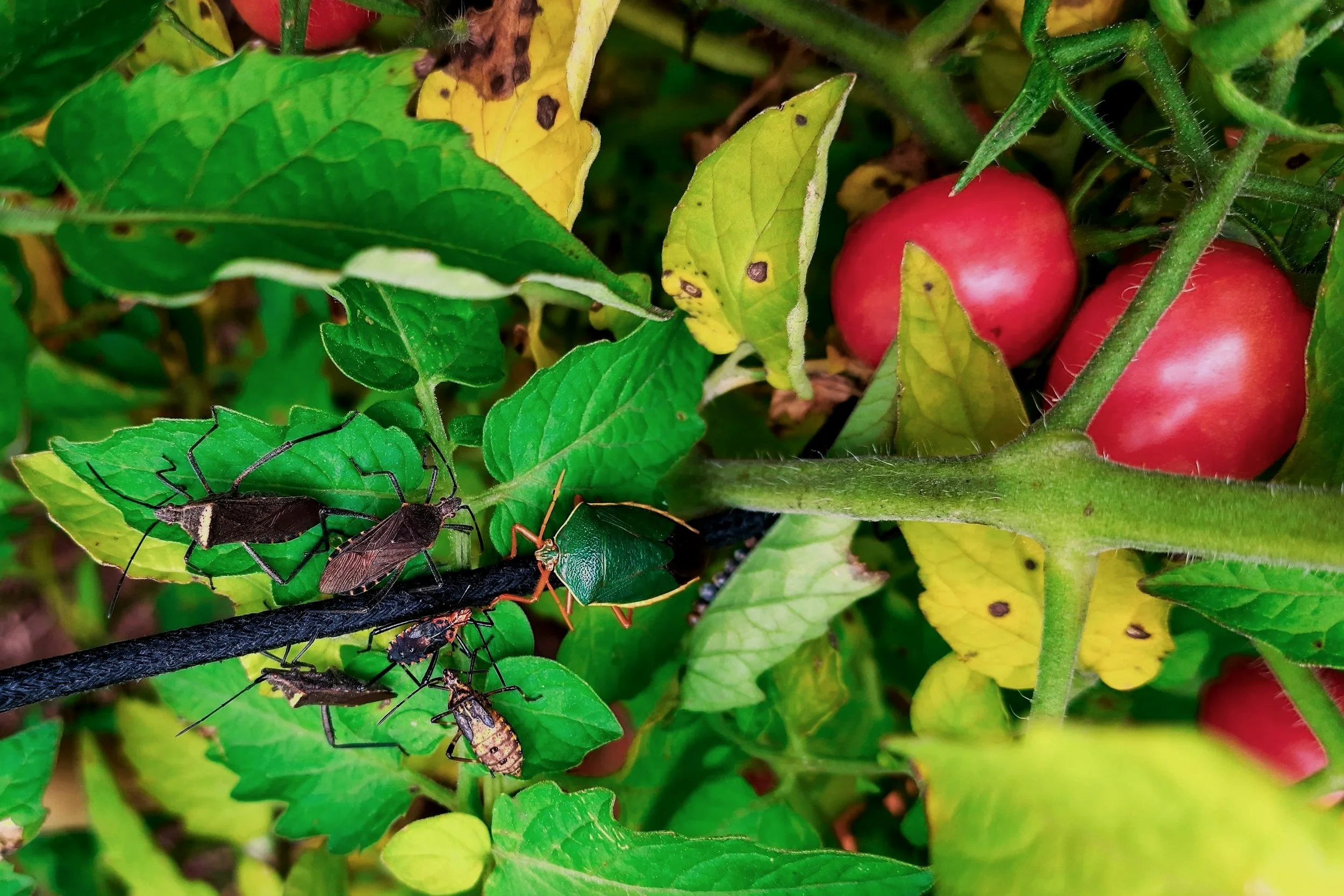 Organic pest control without the panic