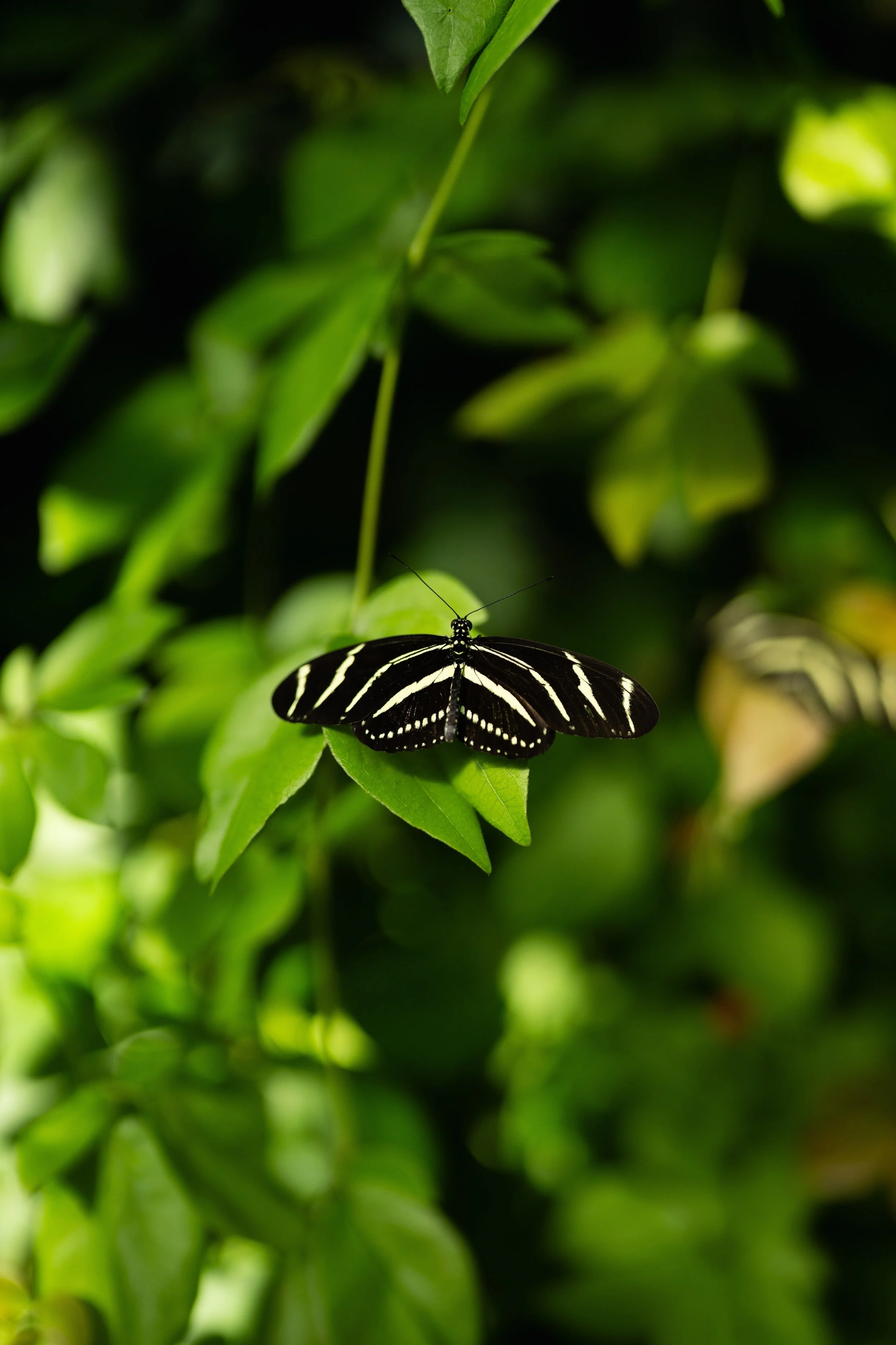 Doug and Oivia-001.jpeg