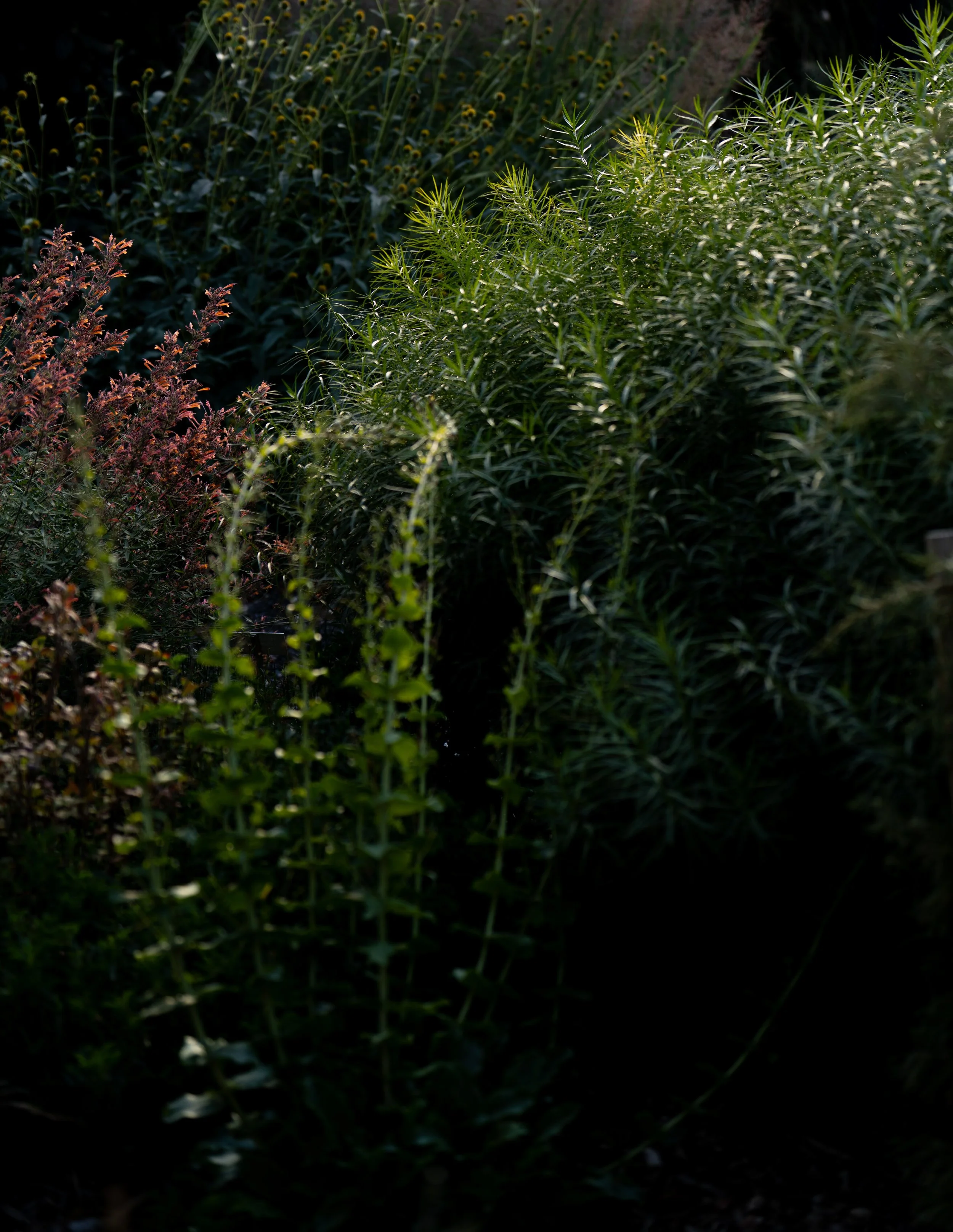 Doug and Oivia-164.jpeg