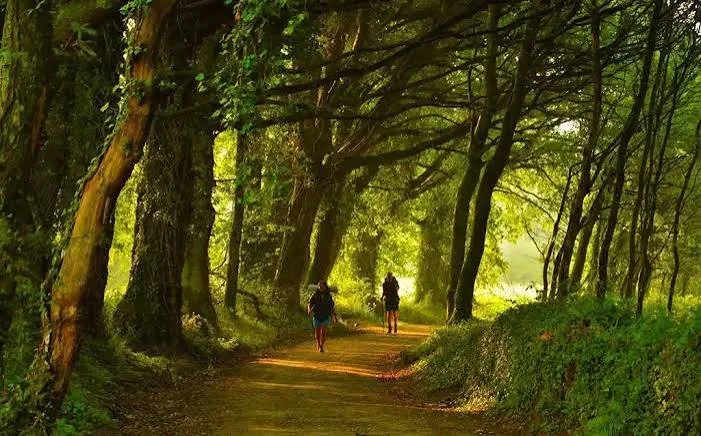 Camino de Santiago walking in the woods