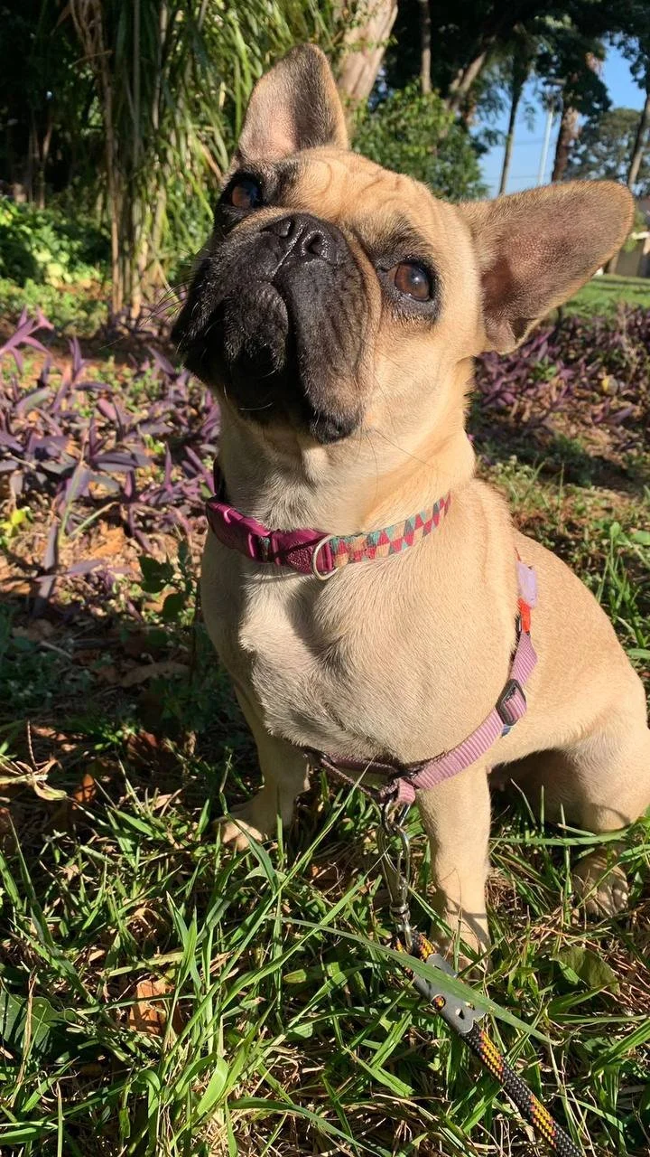 dog2.jpg