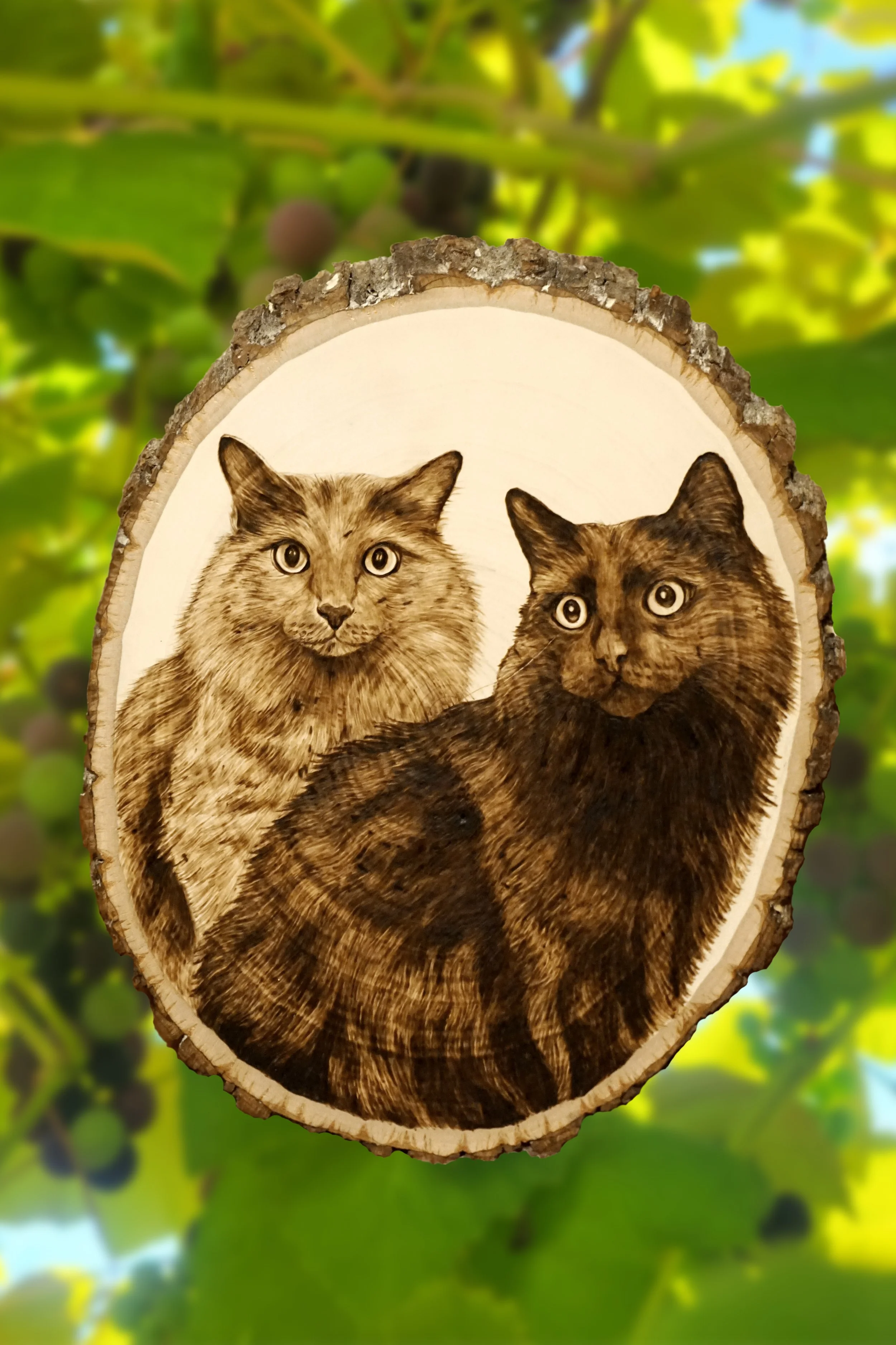 cats.jpg