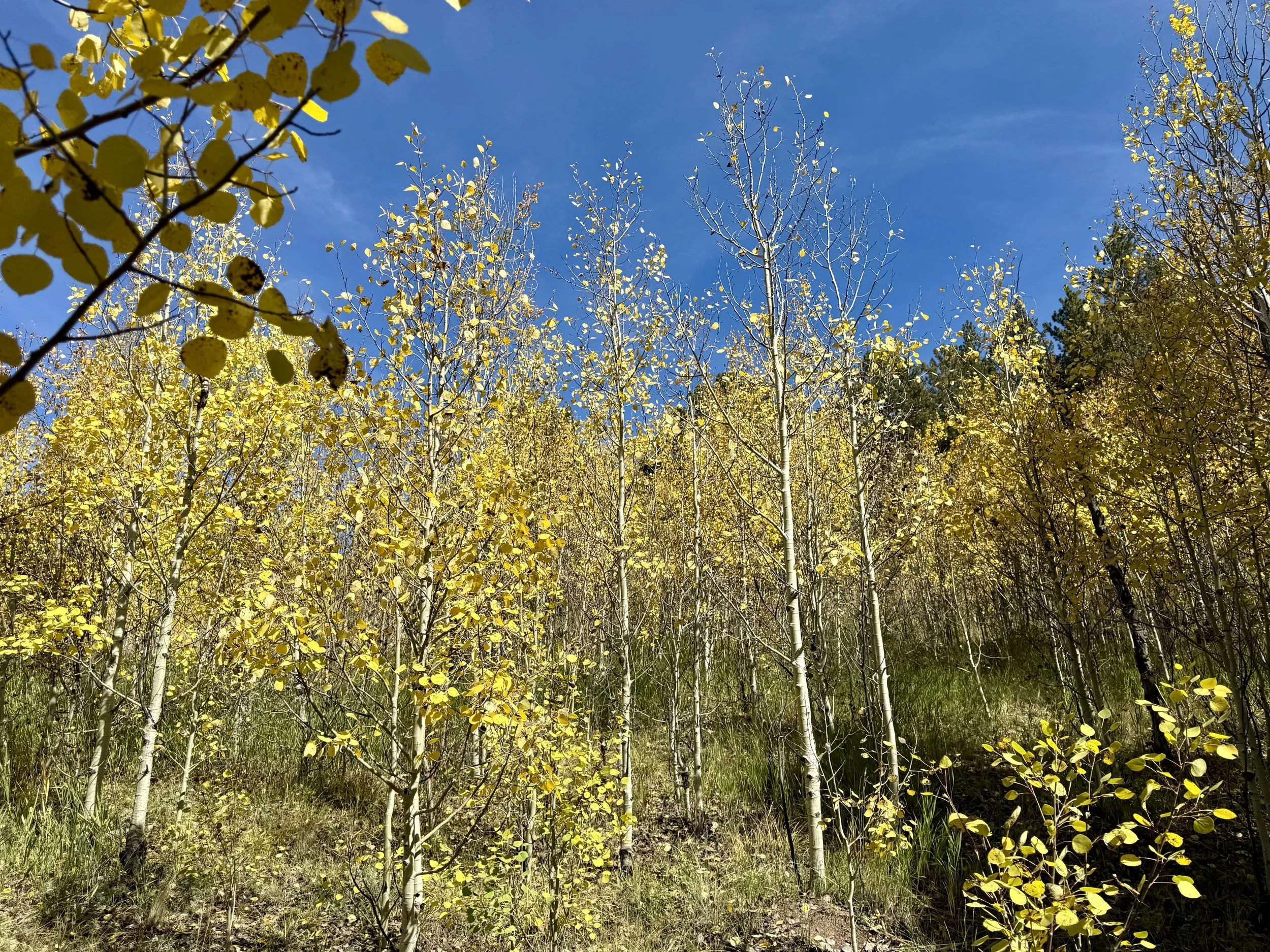 Golden Gate Canyon Park