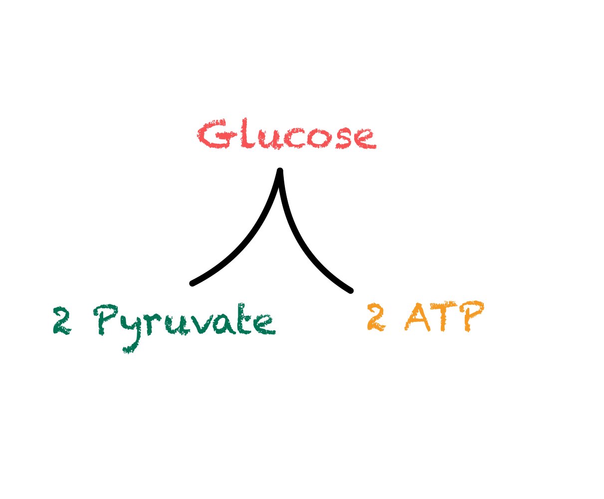Get the Grade - National 5 Biology - Respiration | National 5 and ...