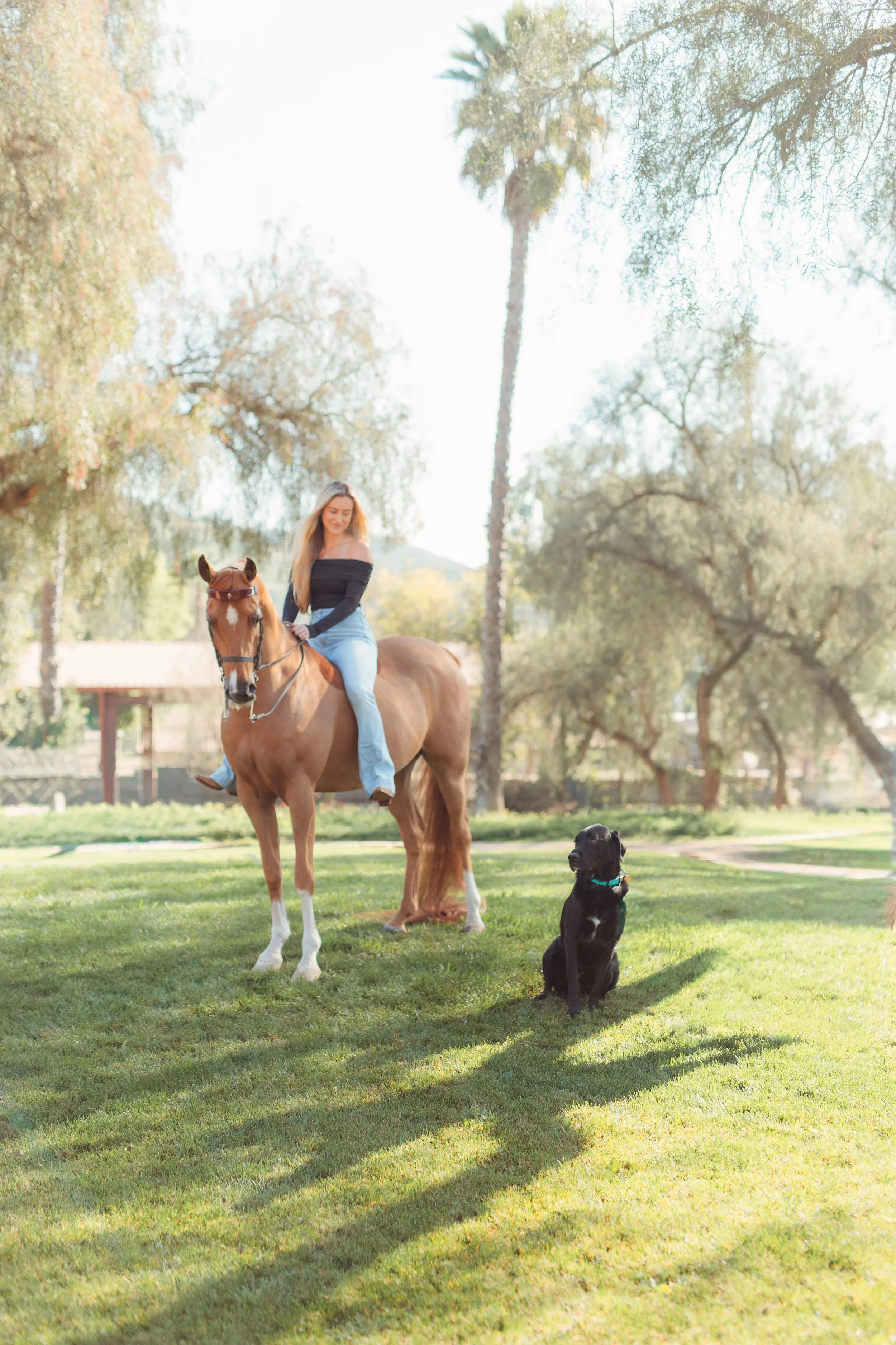 Young Newport Beach equestrian riding her horse in an outdoor arena in San Marcos, CA during a Southern California horse riding photoshoot. Horse riding aesthetic with movement, dust, and golden hour light. Equestrian lifestyle photography captured b