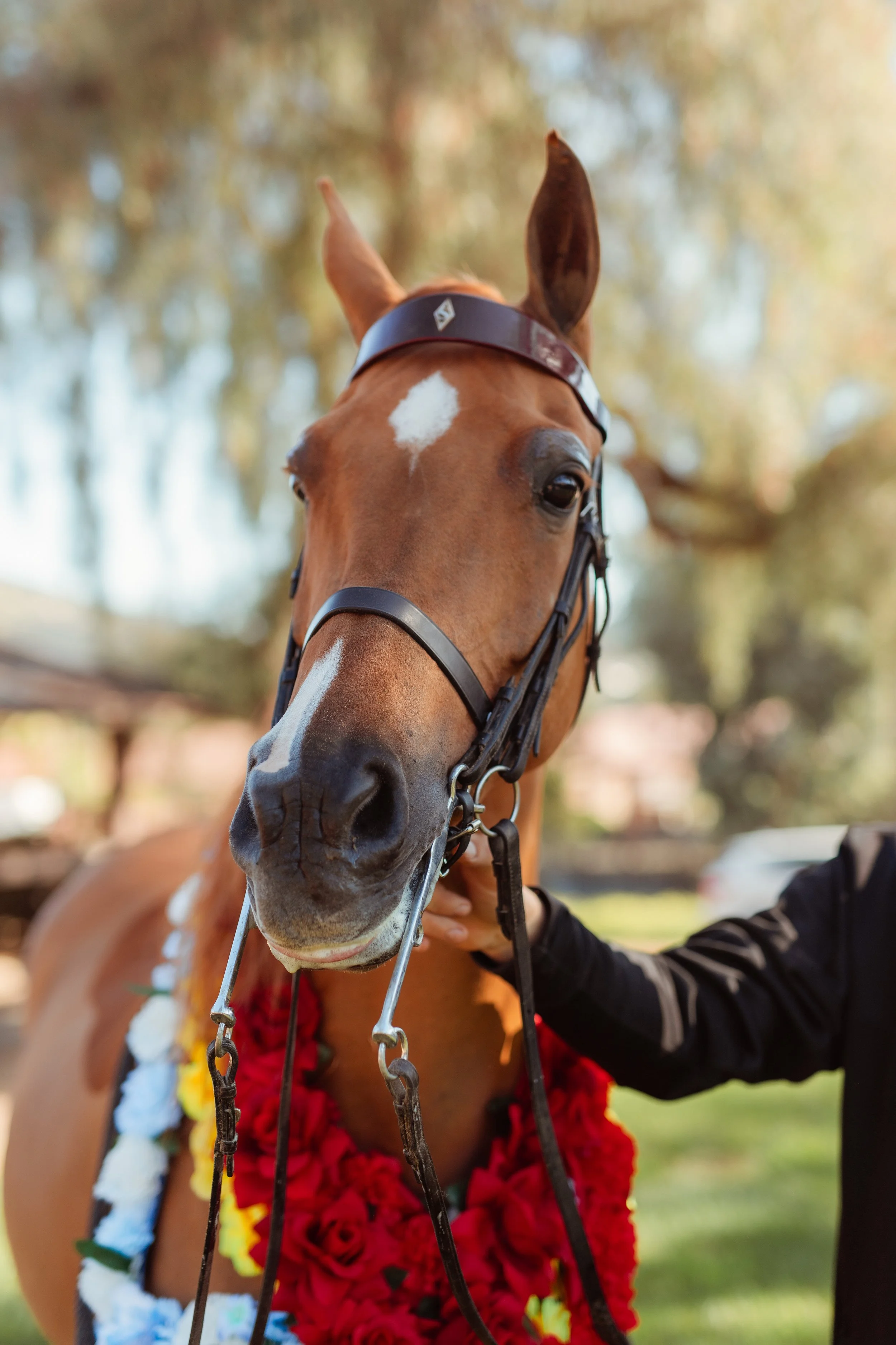 Horse girl aesthetic portrait of a Newport Beach rider embracing her horse during an equestrian photoshoot in San Marcos, California. Soft, natural light highlighting equestrian life, horse love, and authentic connection. Horse photography by Souther