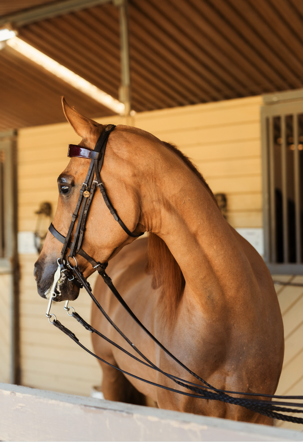 Close-up equestrian detail of rider adjusting saddle and reins during a horse photoshoot in San Marcos, California. Newport Beach horse girl lifestyle photography highlighting equestrian life and horse love. Captured by Southern California lifestyle 