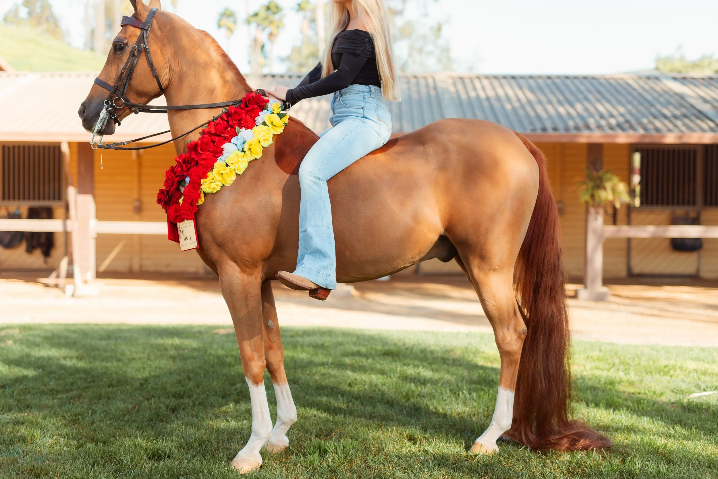 Young Newport Beach equestrian riding her horse in an outdoor arena in San Marcos, CA during a Southern California horse riding photoshoot. Horse riding aesthetic with movement, dust, and golden hour light. Equestrian lifestyle photography captured b