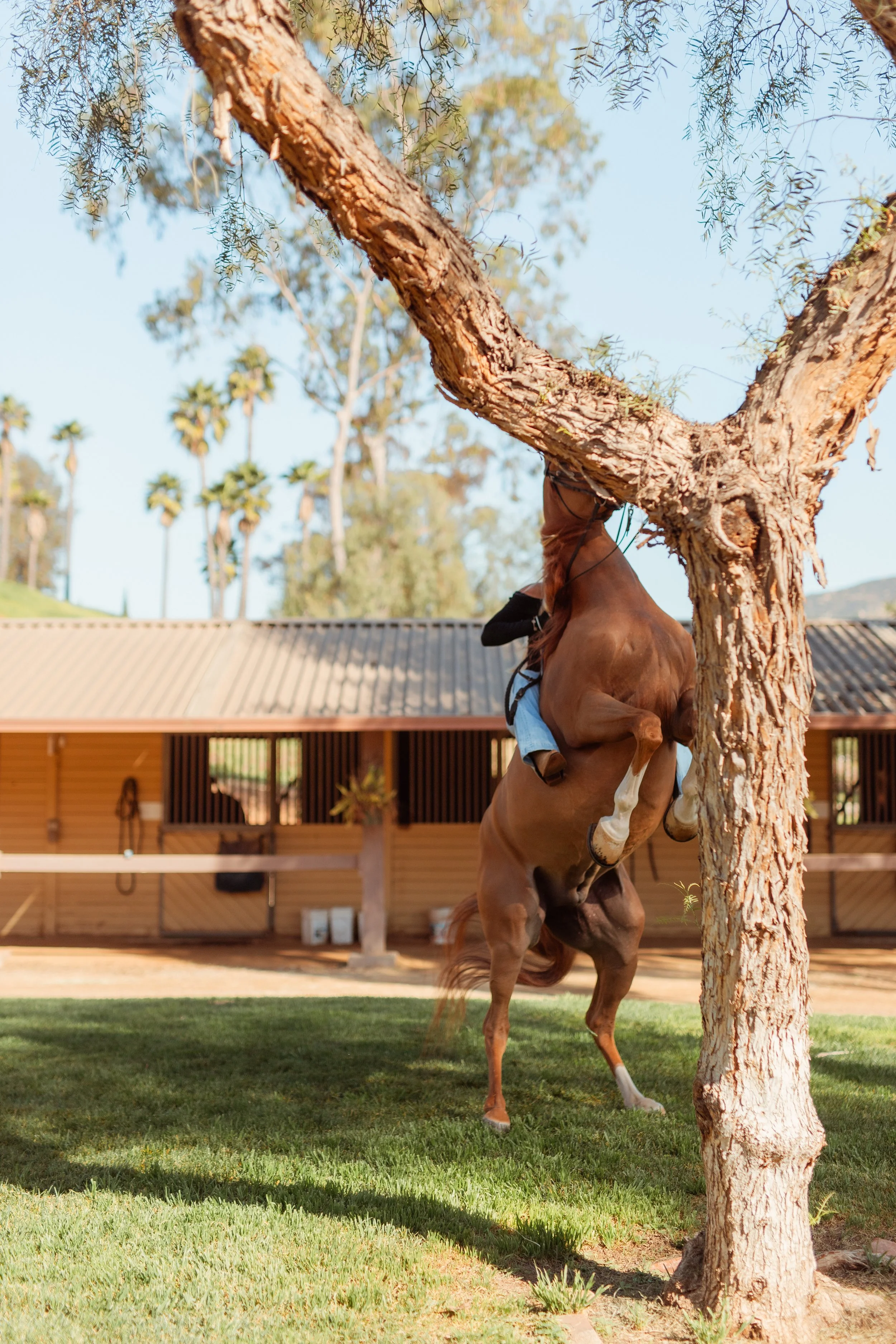 Young Newport Beach equestrian riding her horse in an outdoor arena in San Marcos, CA during a Southern California horse riding photoshoot. Horse riding aesthetic with movement, dust, and golden hour light. Equestrian lifestyle photography captured b