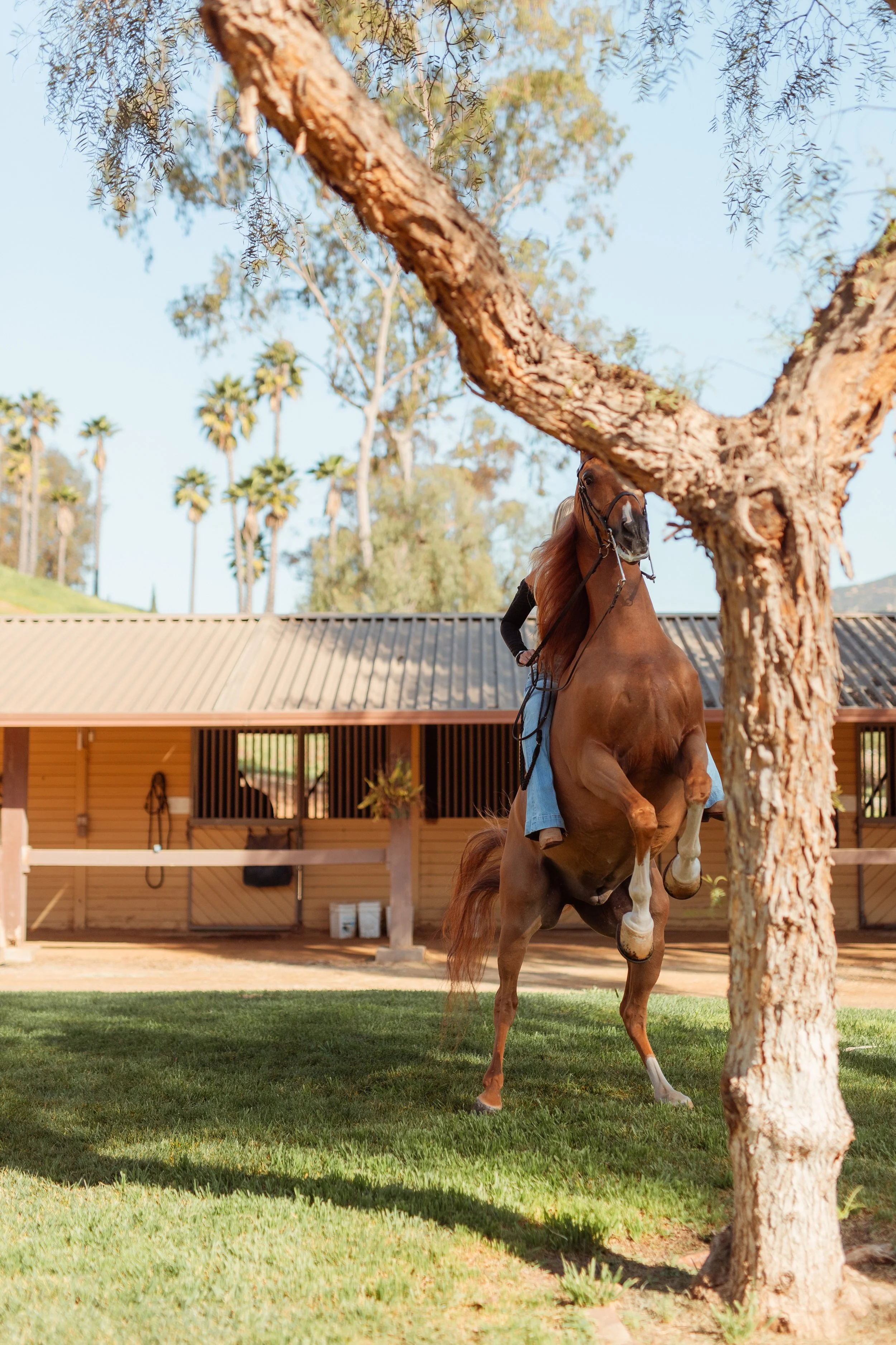 Close-up equestrian detail of rider adjusting saddle and reins during a horse photoshoot in San Marcos, California. Newport Beach horse girl lifestyle photography highlighting equestrian life and horse love. Captured by Southern California lifestyle 