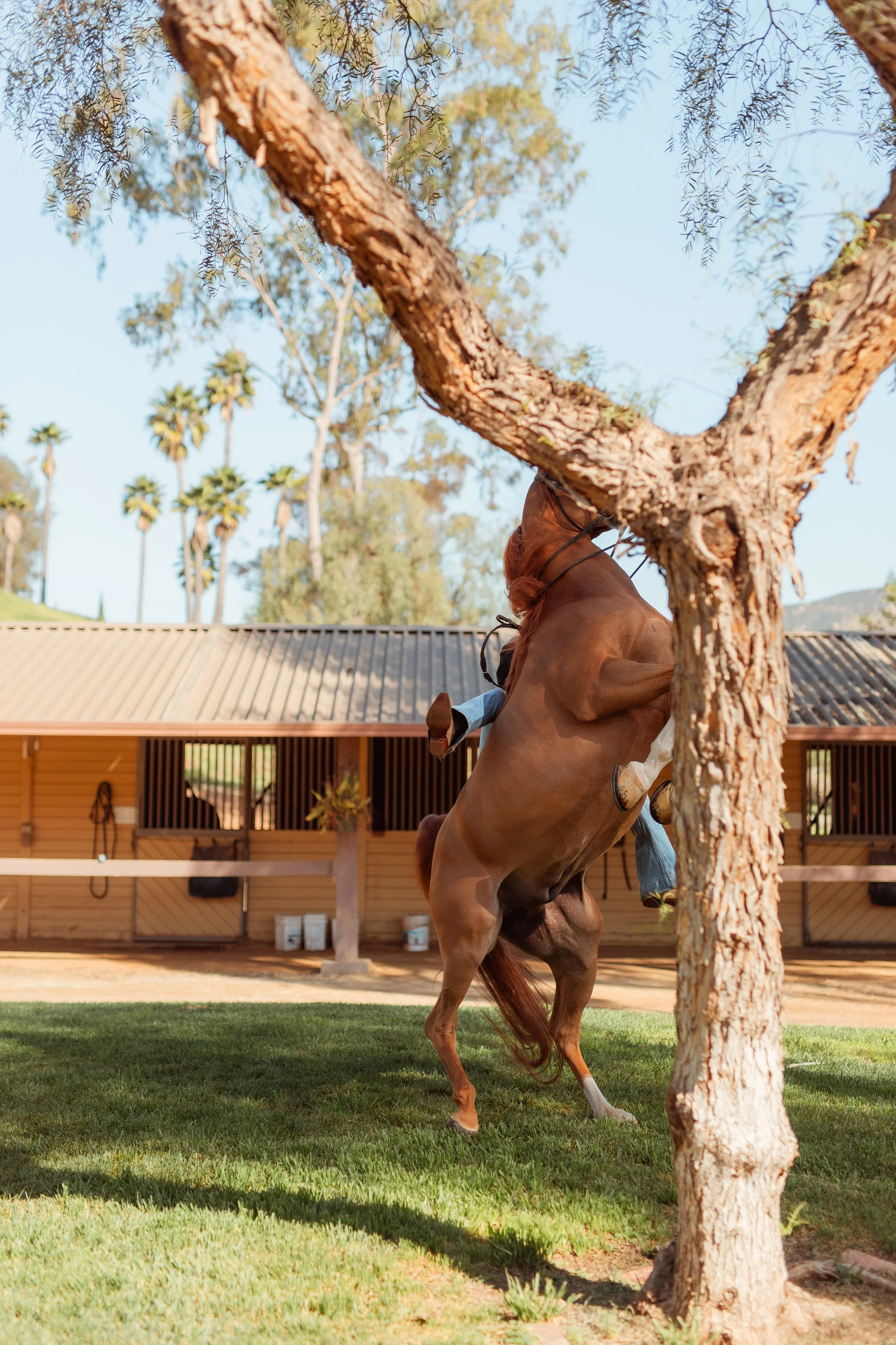 Young Newport Beach equestrian riding her horse in an outdoor arena in San Marcos, CA during a Southern California horse riding photoshoot. Horse riding aesthetic with movement, dust, and golden hour light. Equestrian lifestyle photography captured b