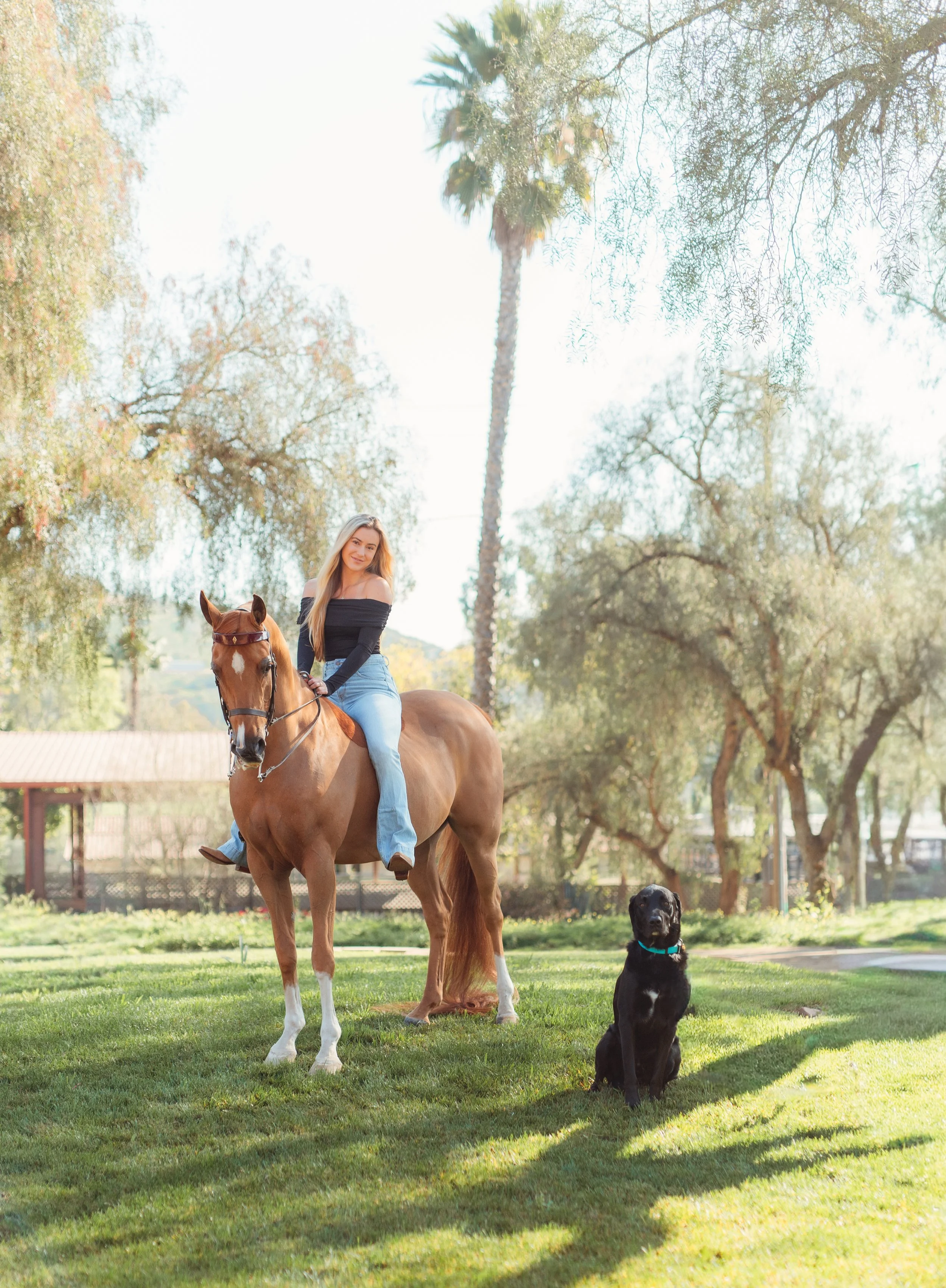 Young Newport Beach equestrian riding her horse in an outdoor arena in San Marcos, CA during a Southern California horse riding photoshoot. Horse riding aesthetic with movement, dust, and golden hour light. Equestrian lifestyle photography captured b