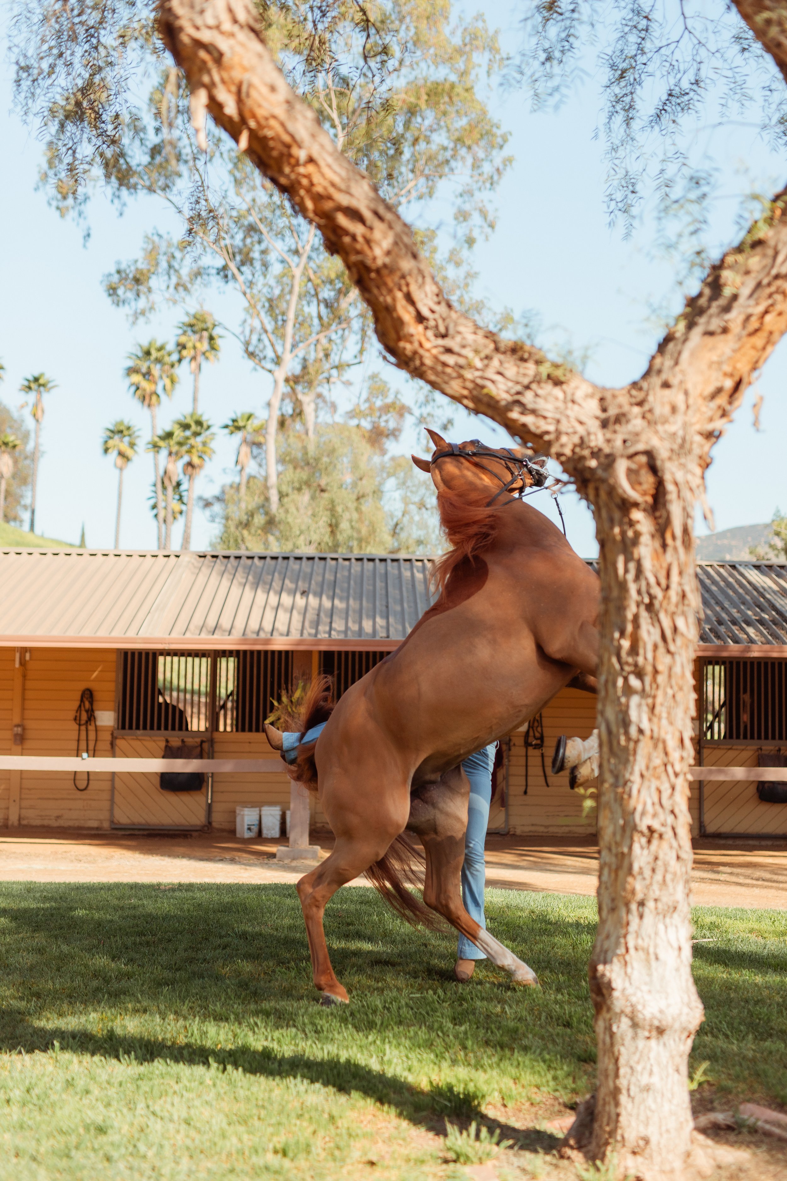 Young Newport Beach equestrian riding her horse in an outdoor arena in San Marcos, CA during a Southern California horse riding photoshoot. Horse riding aesthetic with movement, dust, and golden hour light. Equestrian lifestyle photography captured b