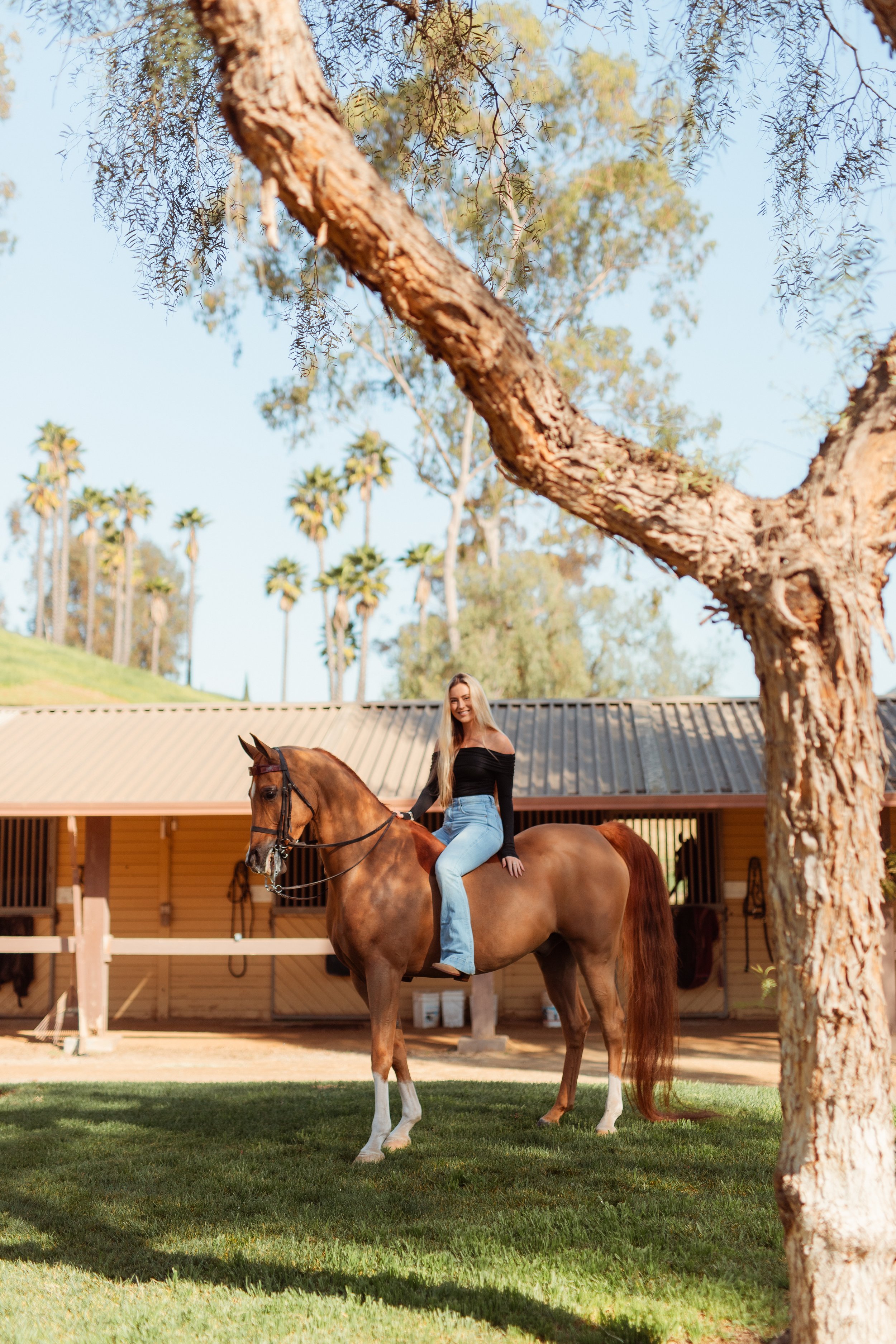 Equestrian lifestyle portrait of a Newport Beach horse rider styled in classic horse girl outfit and riding boots during a horse photoshoot in San Marcos, CA. Western-inspired horse photography aesthetic captured by Southern California lifestyle mark