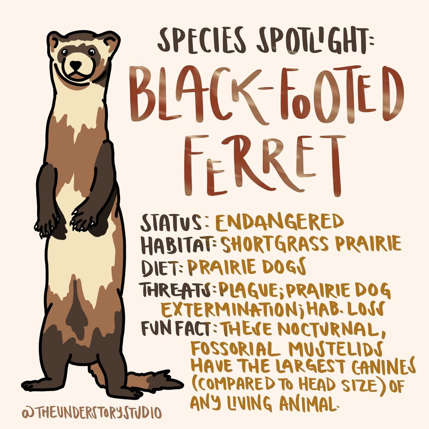 Happy #endangeredspeciesday everyone! I am gonna be spending the day with the Black Footed Ferrets (BFFs), one of my favorite species with an amazing conservation story. 

BFFs are the most endangered mammal in North America, and were thought to be e