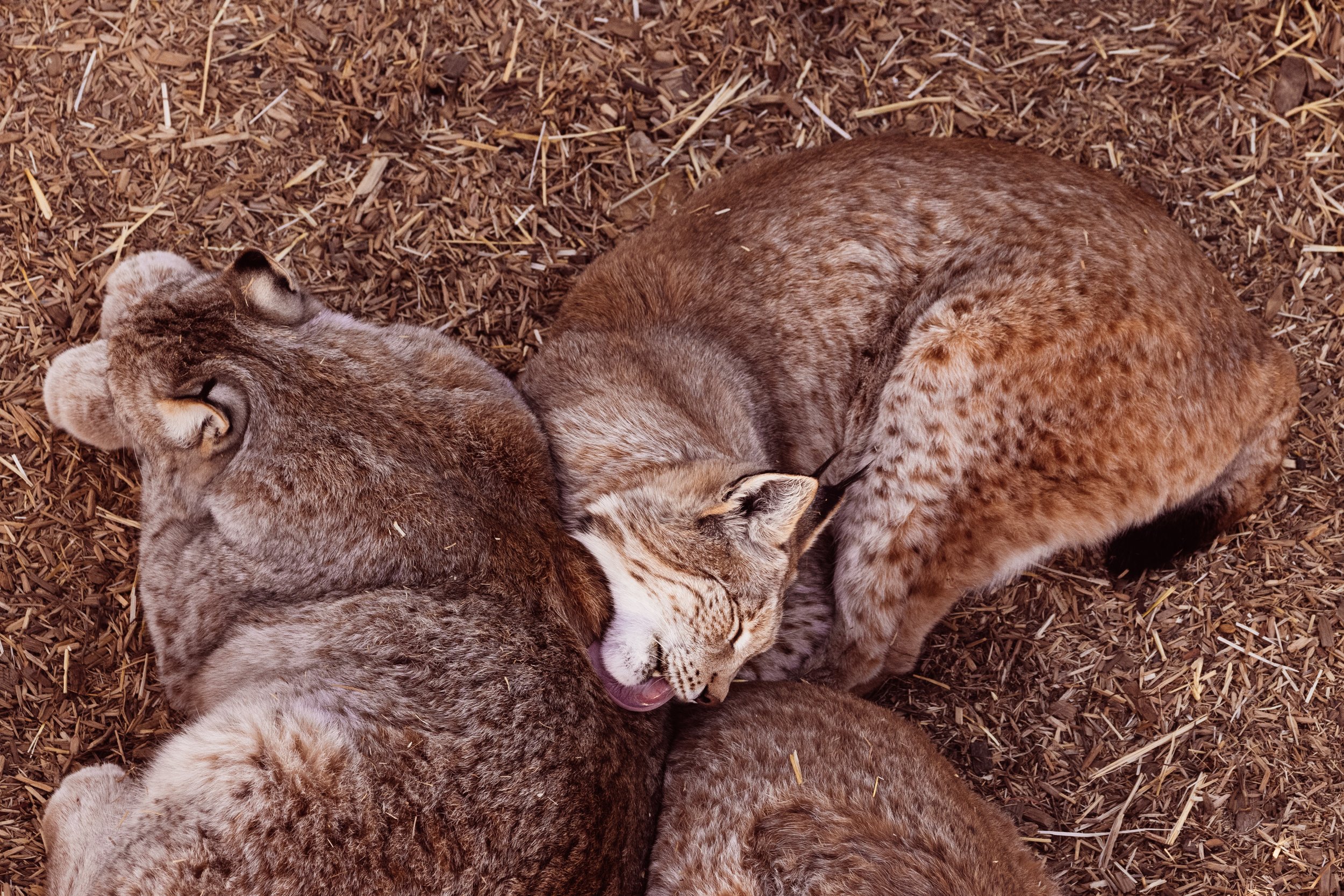 Wildlife Sanctuary or Roadside Zoo? 10 Red Flags to Look For — The Understory Studio Wildlife Sanctuary or Roadside Zoo? 10 Red Flags to Look For — The Understory Studio