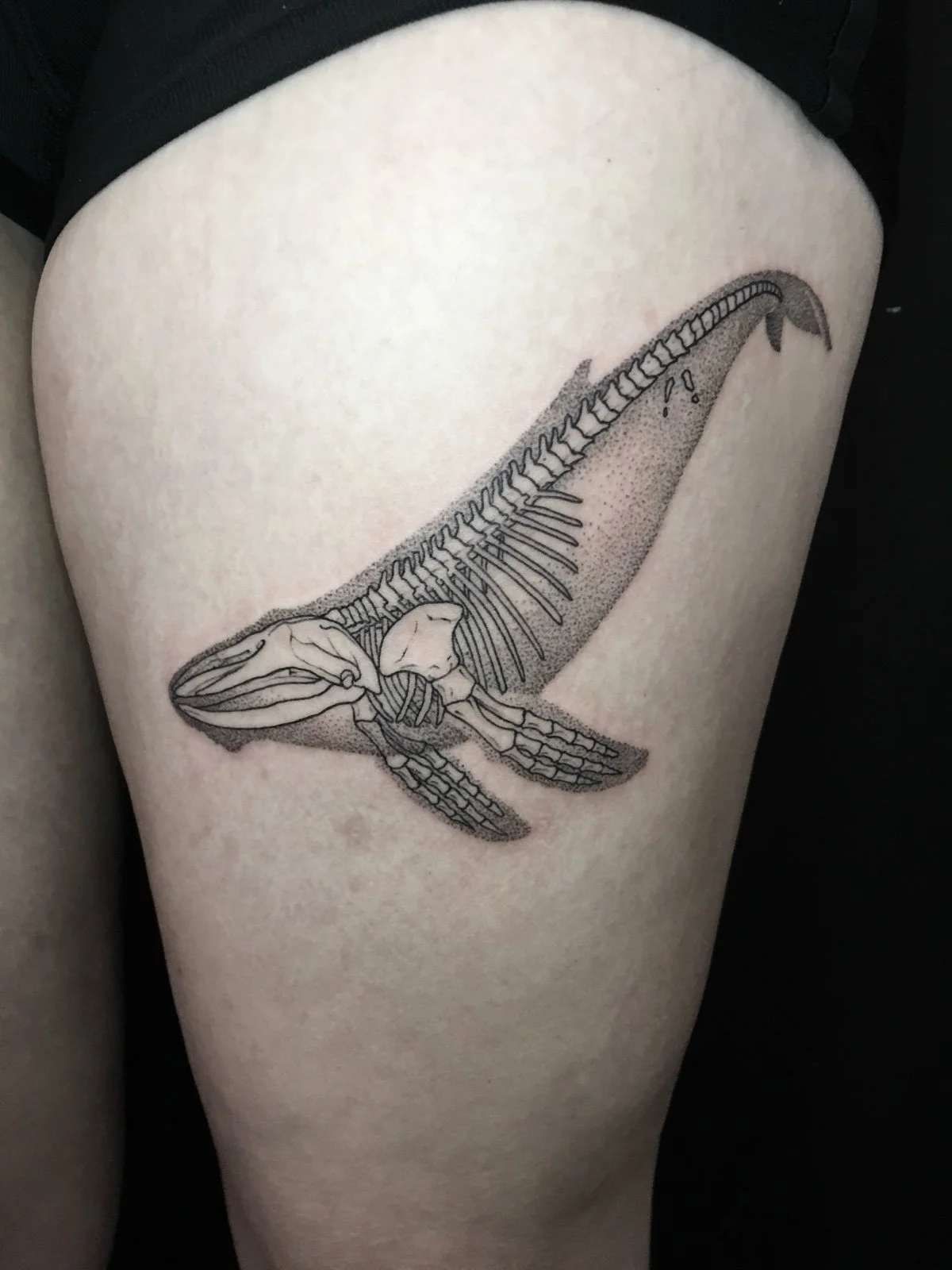 A fine line black and grey tattoo of a humpback whale skeleton and stipple shading to show the shape of its body, created by Seattle tattoo artist Eli Bischof.