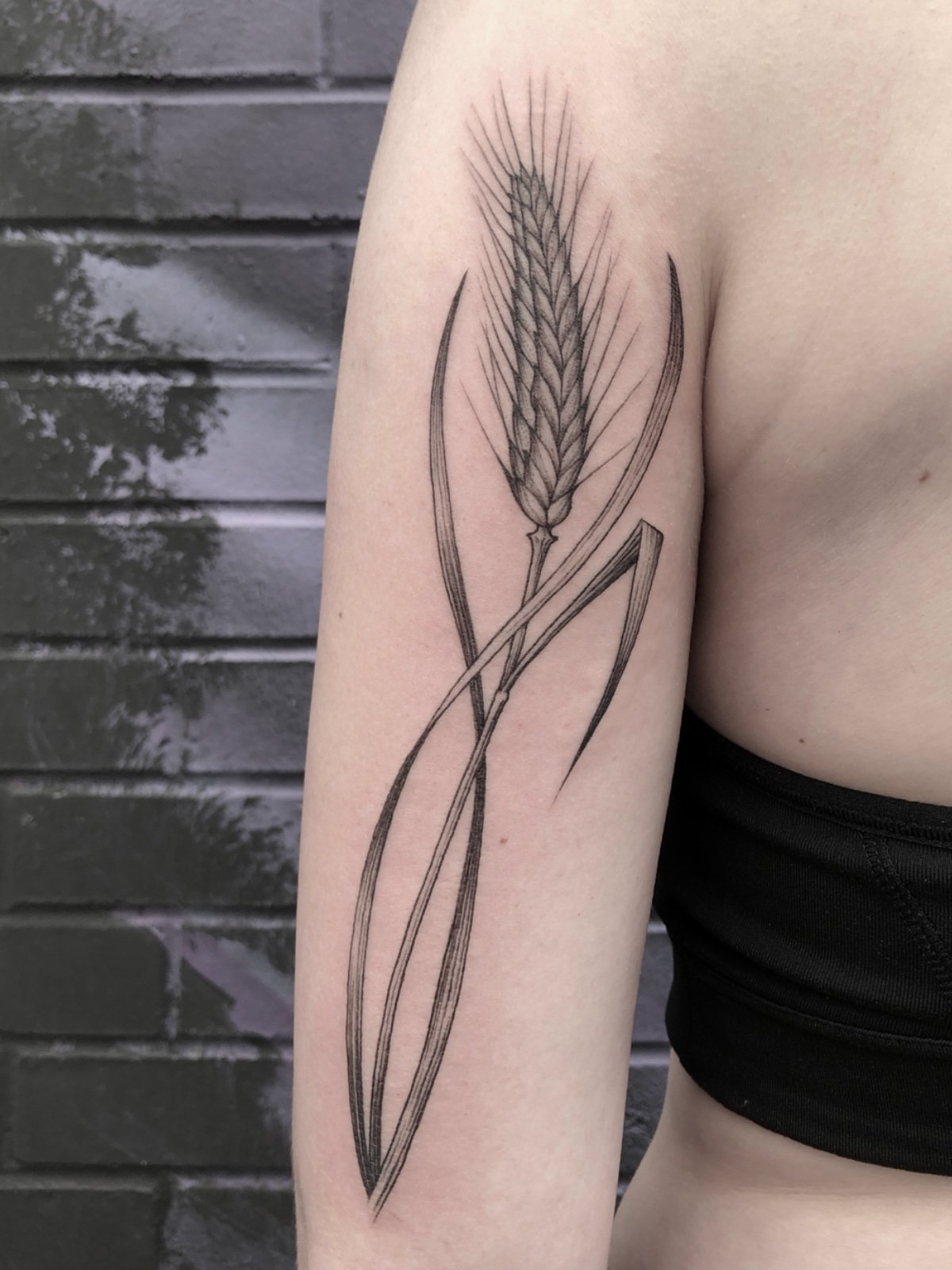 Fine line black and grey tricep tattoo of flowing wheat grass stalk, created by Seattle tattoo artist Eli Bischof