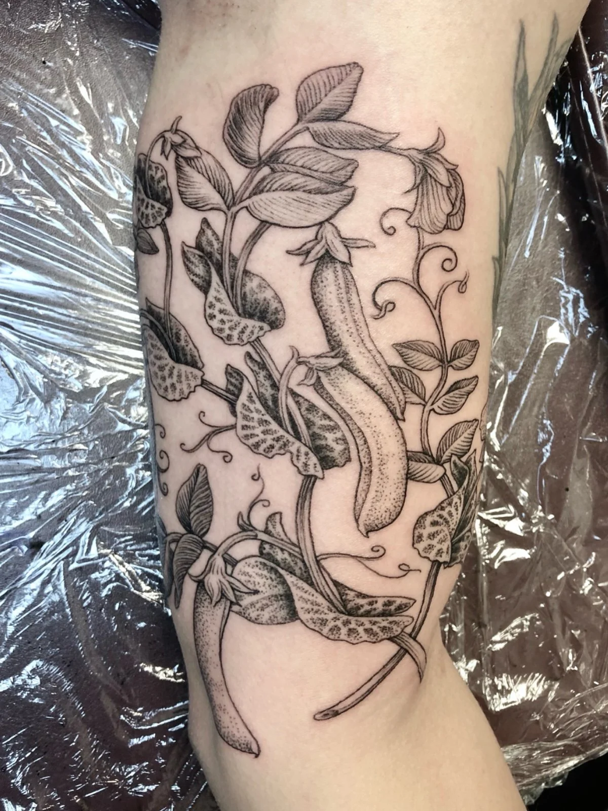 Fine line black and grey inner arm tattoo of sugar peas on vines, with leaves and flowers, created by Seattle tattoo artist Eli Bischof