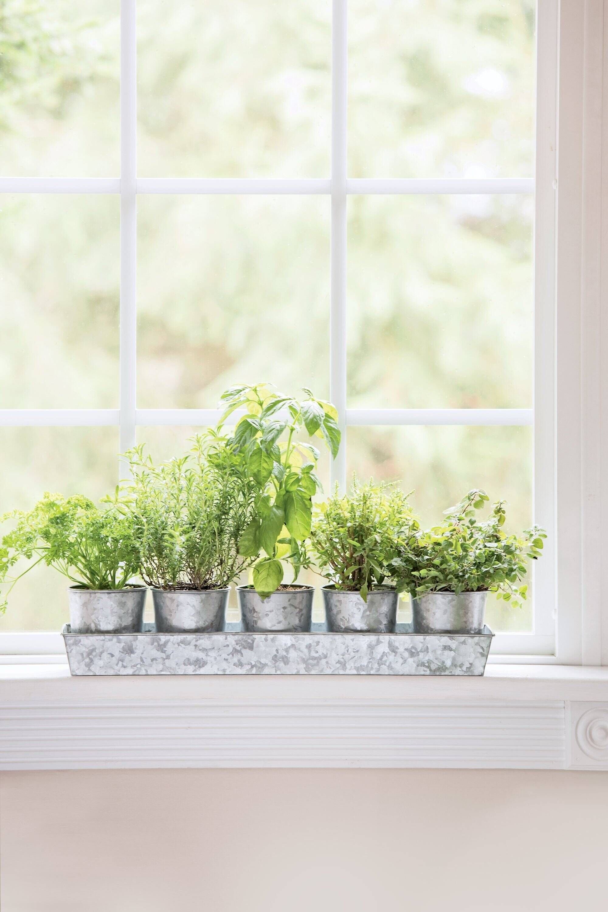 Gardeners Supply Galvanized Planter