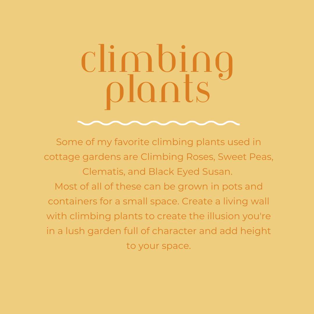 How to grow a cottage garden_ climbing plants 2.png