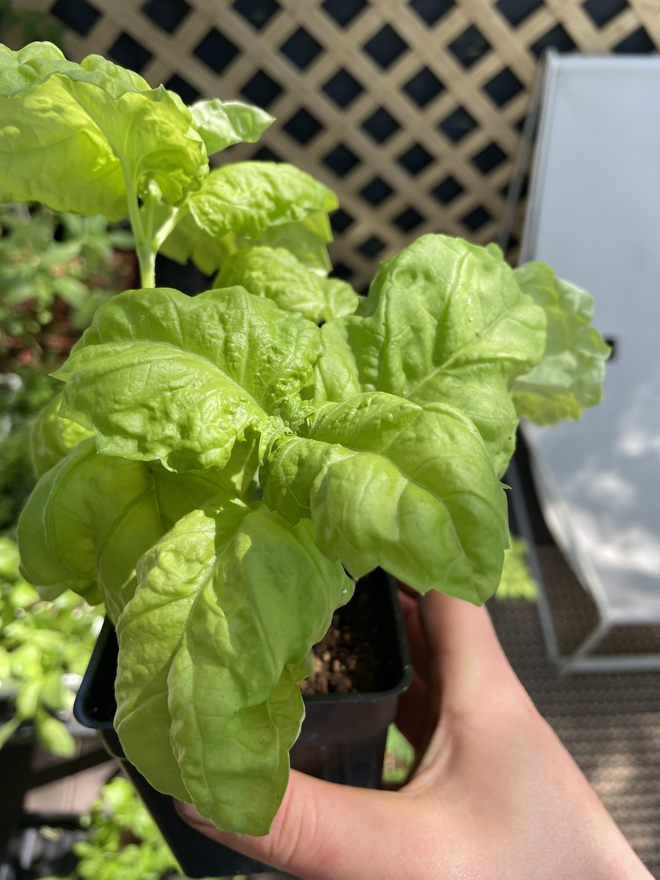 Lettuce Leaf Basil
