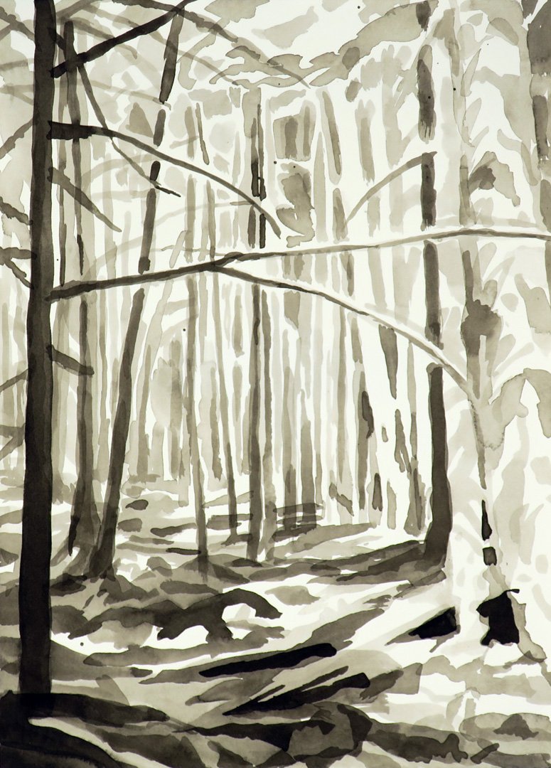 Forest Interior near Glacier