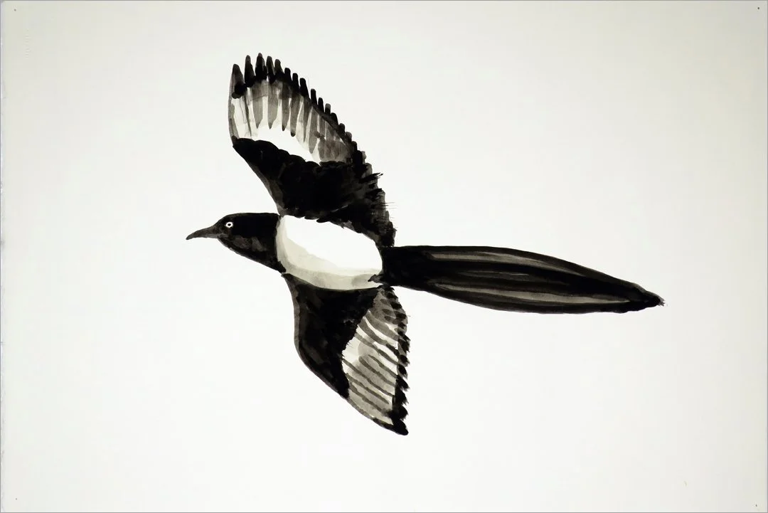 magpie aloft
